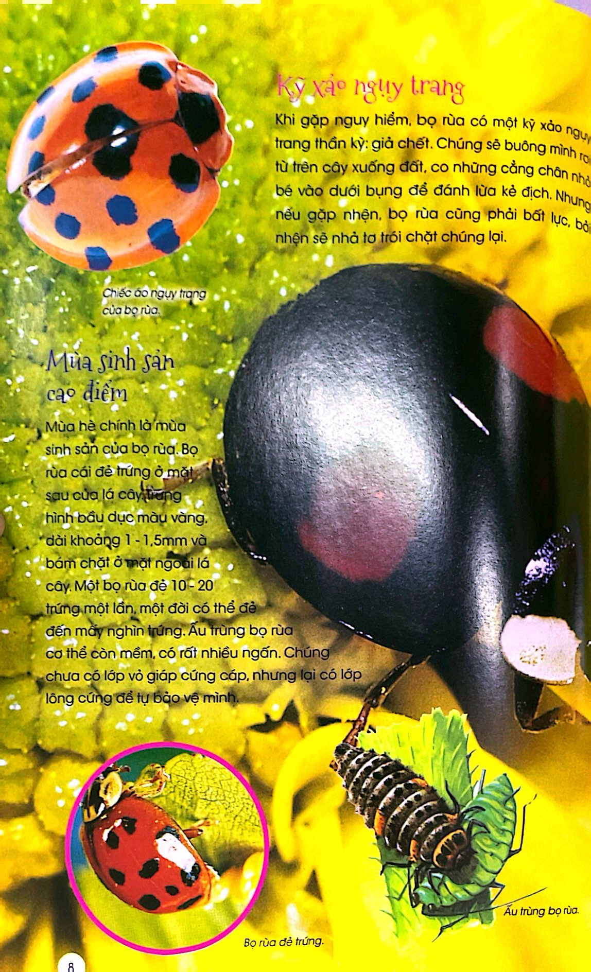 thiên nhiên - những bí mật còn ẩn giấu - động vật đáng yêu