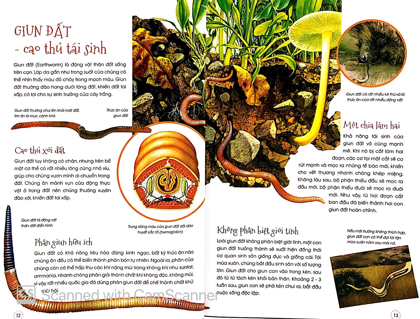 thiên nhiên - những bí mật con ân giấu - động vật kỳ quặc