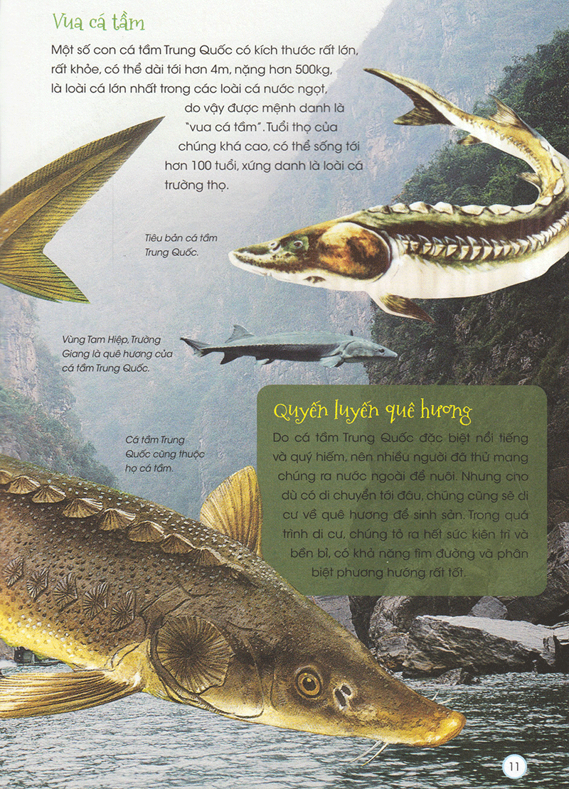 thiên nhiên - những bí mật còn ẩn giấu - động vật quý hiếm