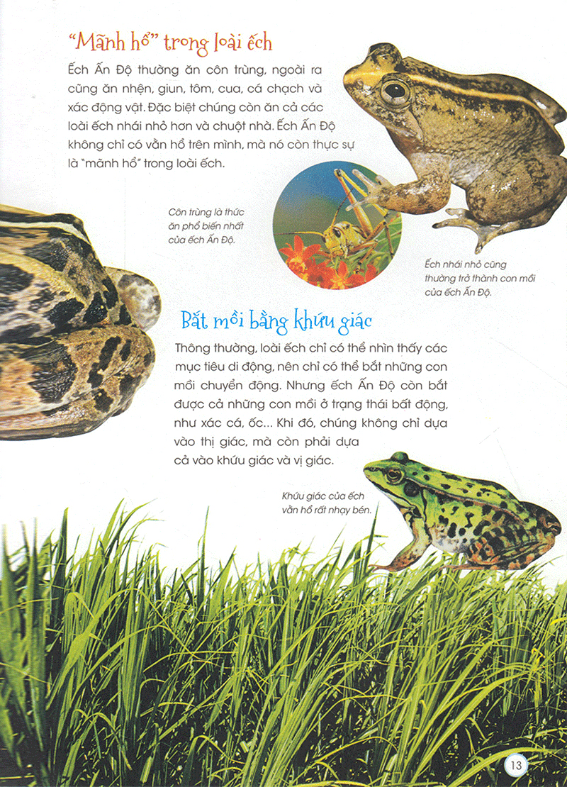 thiên nhiên - những bí mật còn ẩn giấu - động vật quý hiếm