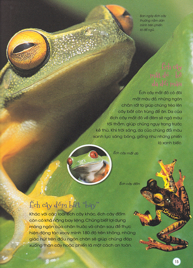 thiên nhiên - những bí mật còn ẩn giấu - động vật quý hiếm