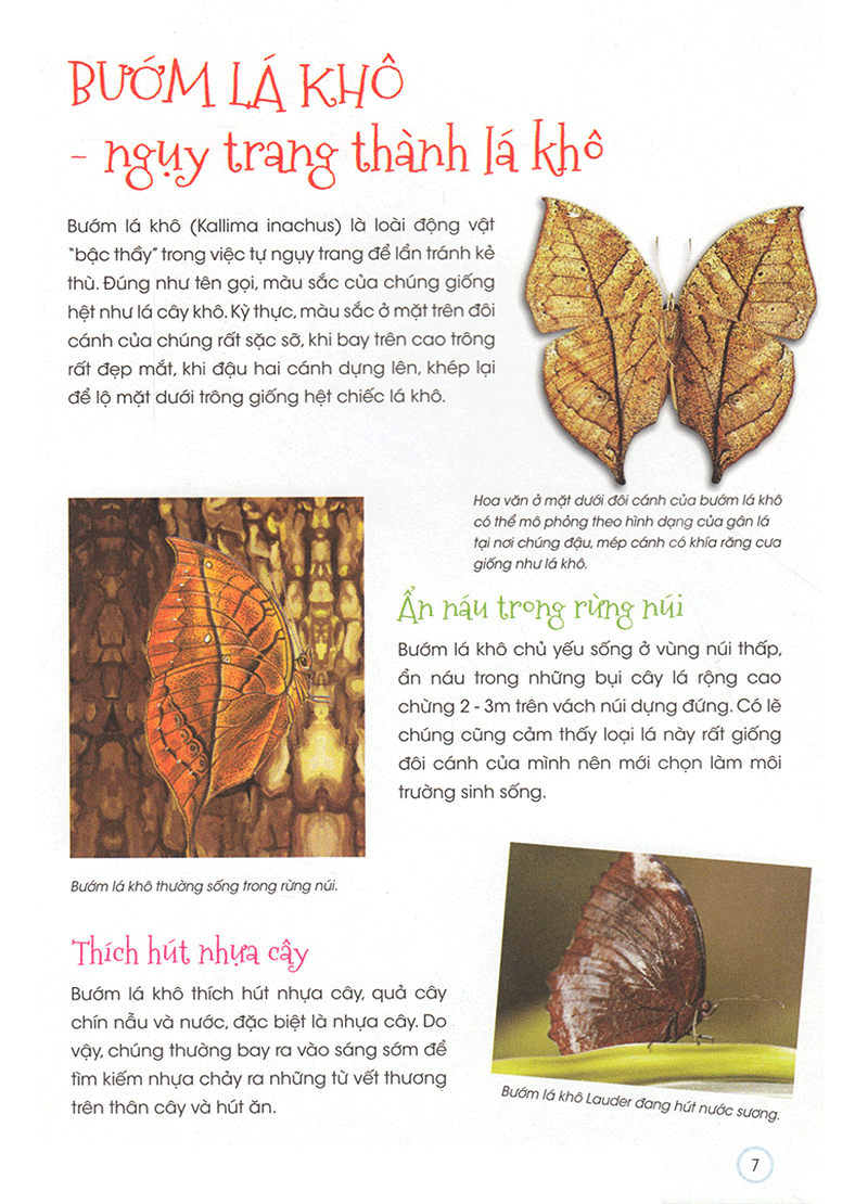 thiên nhiên - những bí mật còn ẩn giấu - động vật quý hiếm