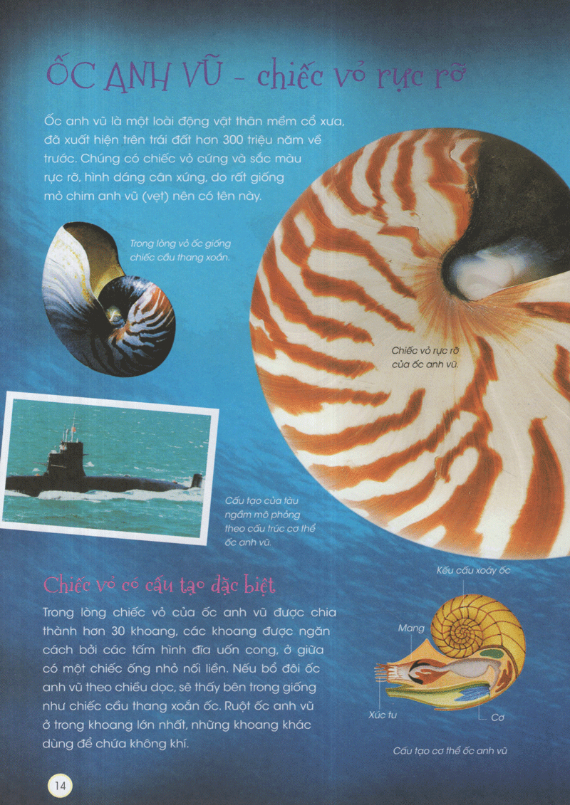 thiên nhiên - những bí mật còn ẩn giấu - động vật xinh đẹp