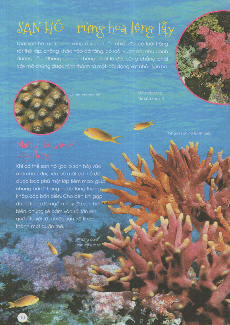 thiên nhiên - những bí mật còn ẩn giấu - động vật xinh đẹp