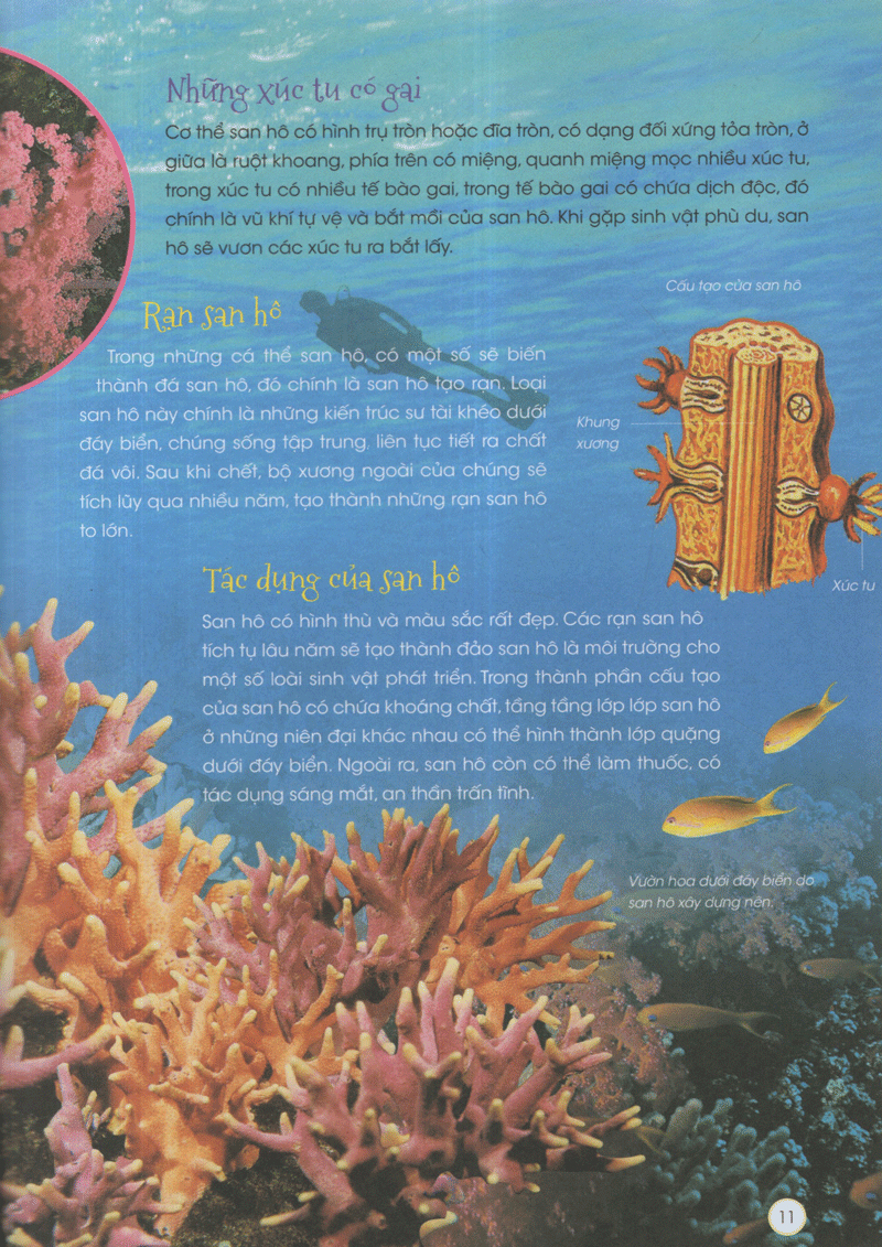 thiên nhiên - những bí mật còn ẩn giấu - động vật xinh đẹp