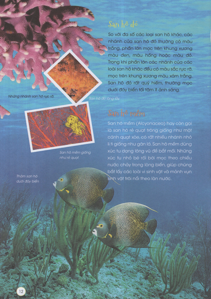 thiên nhiên - những bí mật còn ẩn giấu - động vật xinh đẹp