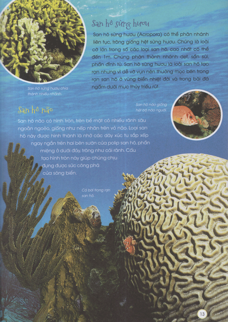 thiên nhiên - những bí mật còn ẩn giấu - động vật xinh đẹp