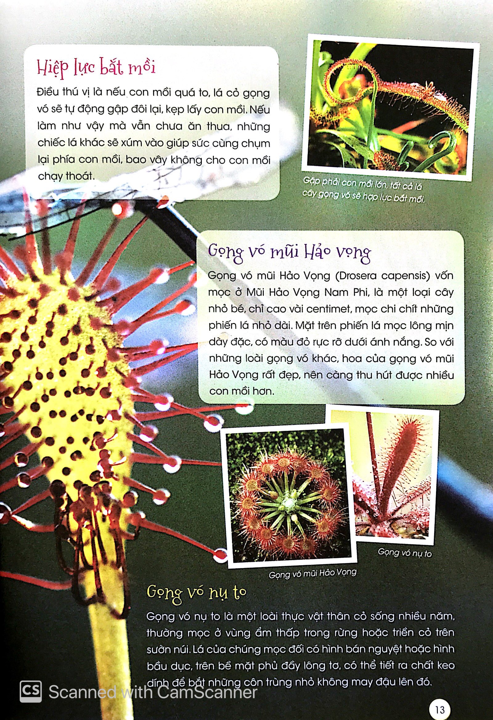 thiên nhiên - những bí mật còn ẩn giấu - thực vật thần kỳ