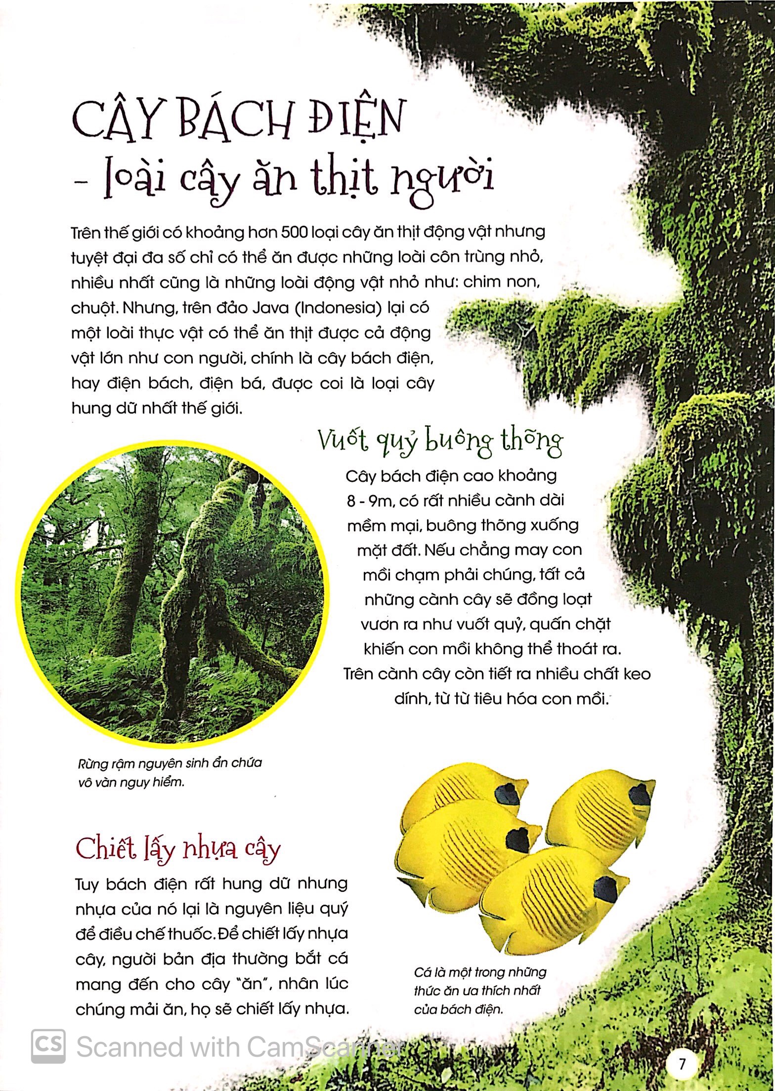 thiên nhiên - những bí mật còn ẩn giấu - thực vật thần kỳ