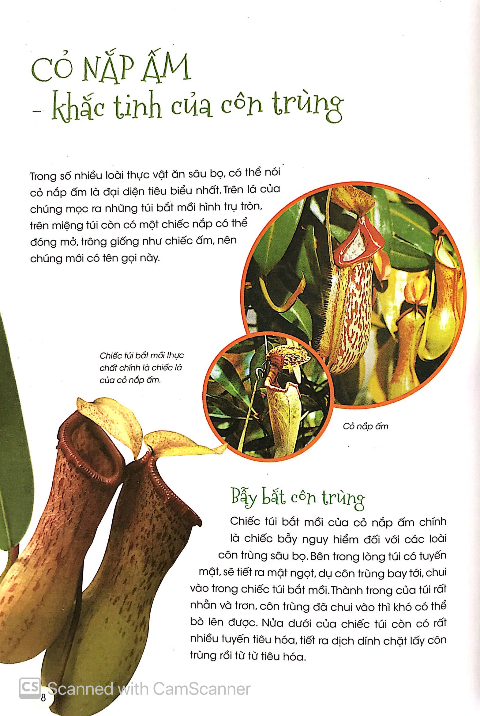 thiên nhiên - những bí mật còn ẩn giấu - thực vật thần kỳ