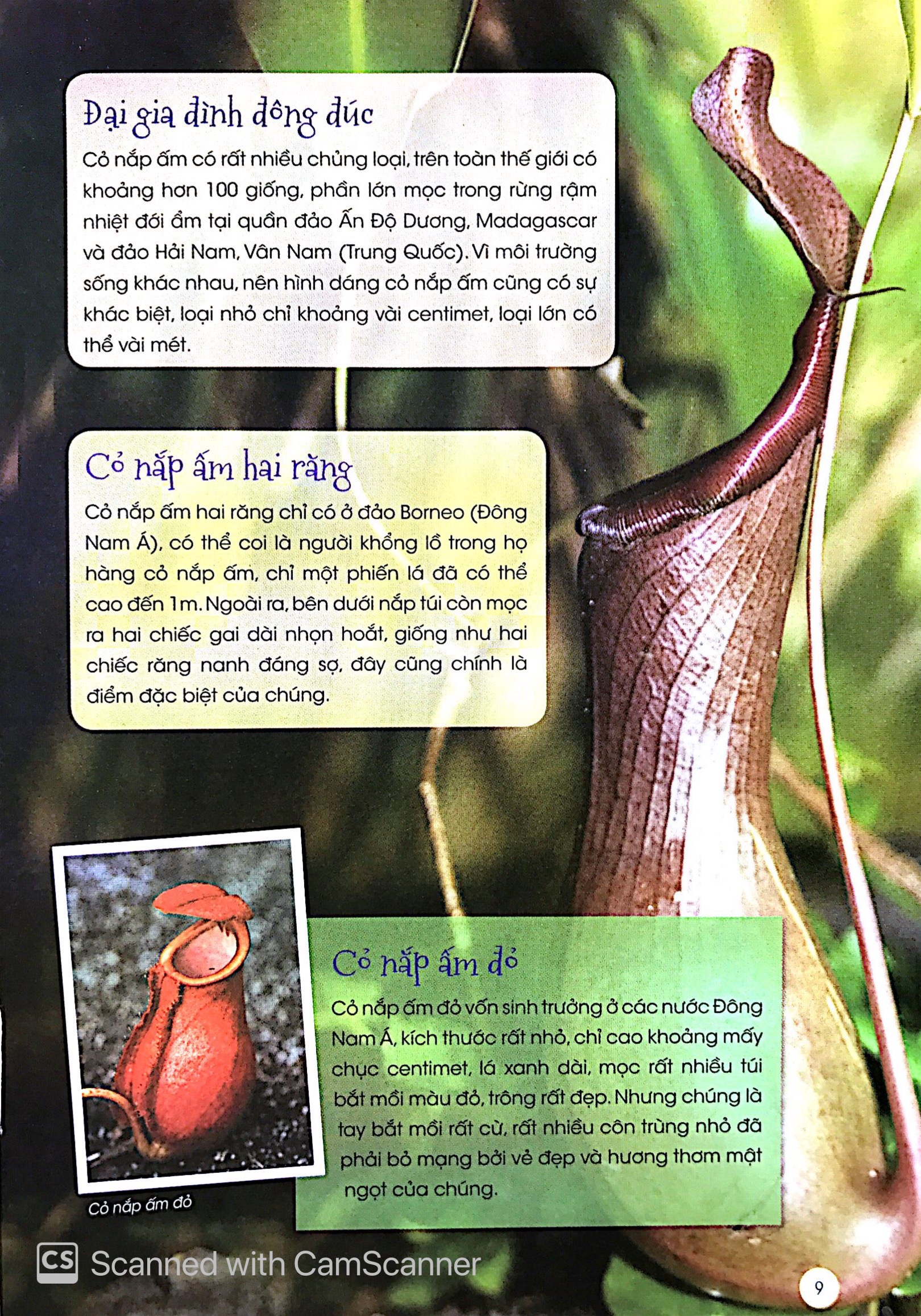 thiên nhiên - những bí mật còn ẩn giấu - thực vật thần kỳ