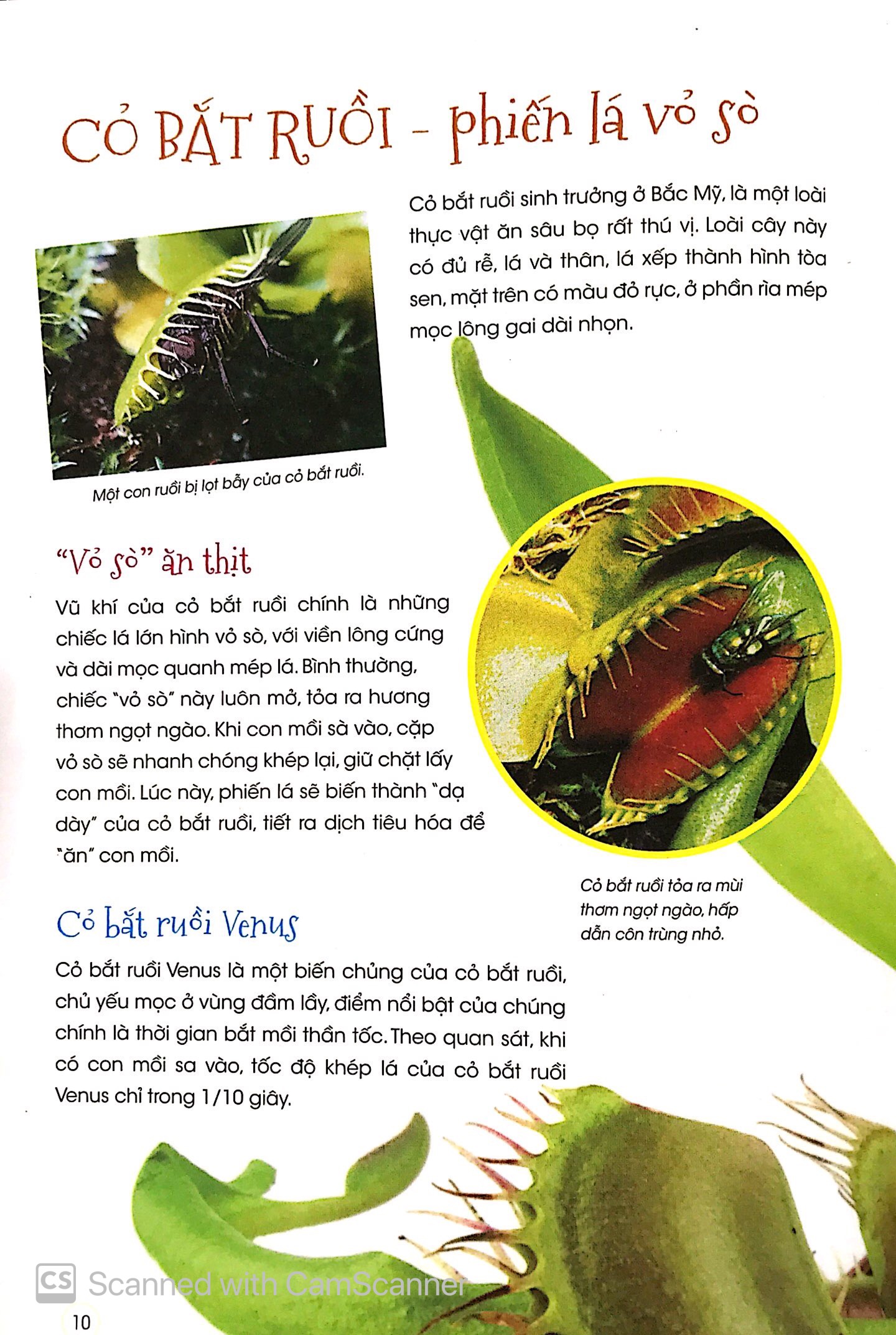 thiên nhiên - những bí mật còn ẩn giấu - thực vật thần kỳ