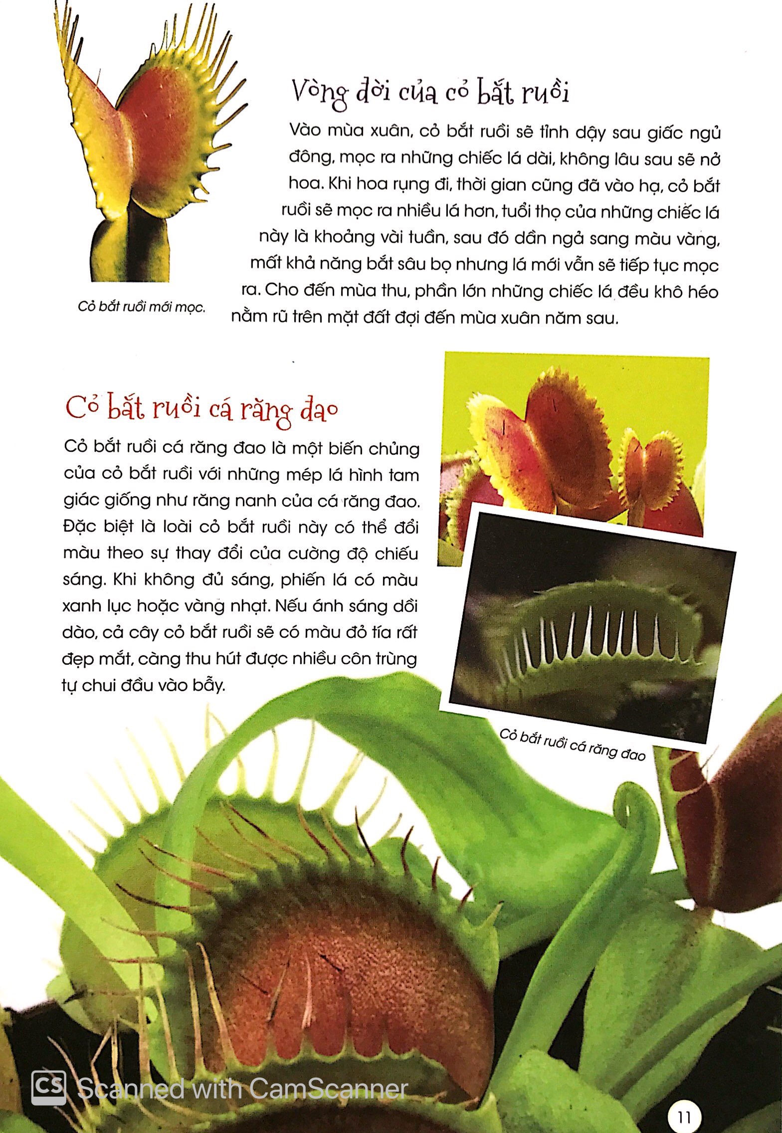 thiên nhiên - những bí mật còn ẩn giấu - thực vật thần kỳ