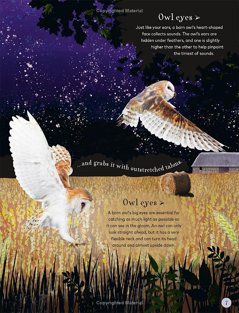 through the night sky: a collection of amazing adventures under the stars