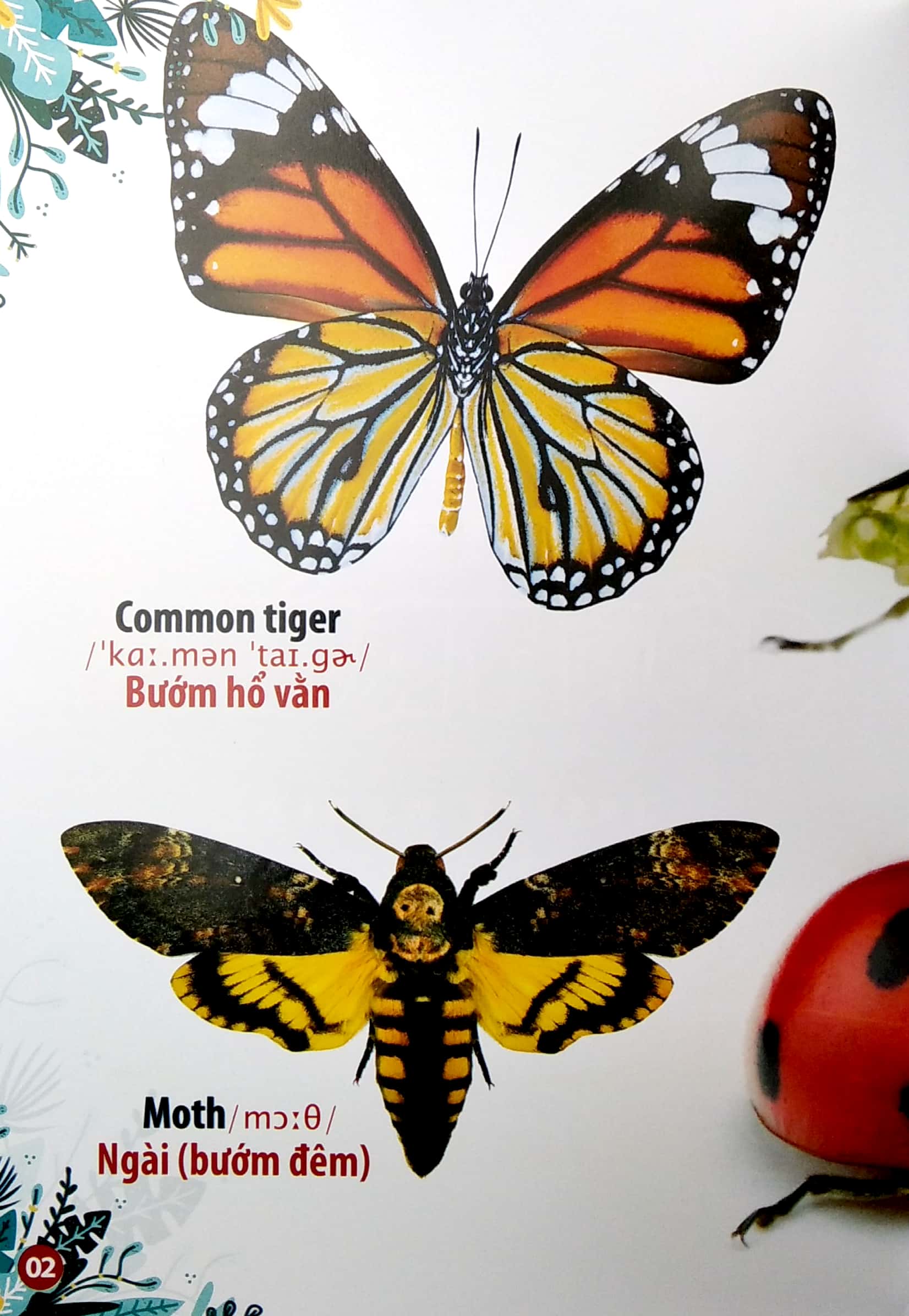 thư viện hình ảnh song ngữ đầu tiên của bé - côn trùng và bò sát