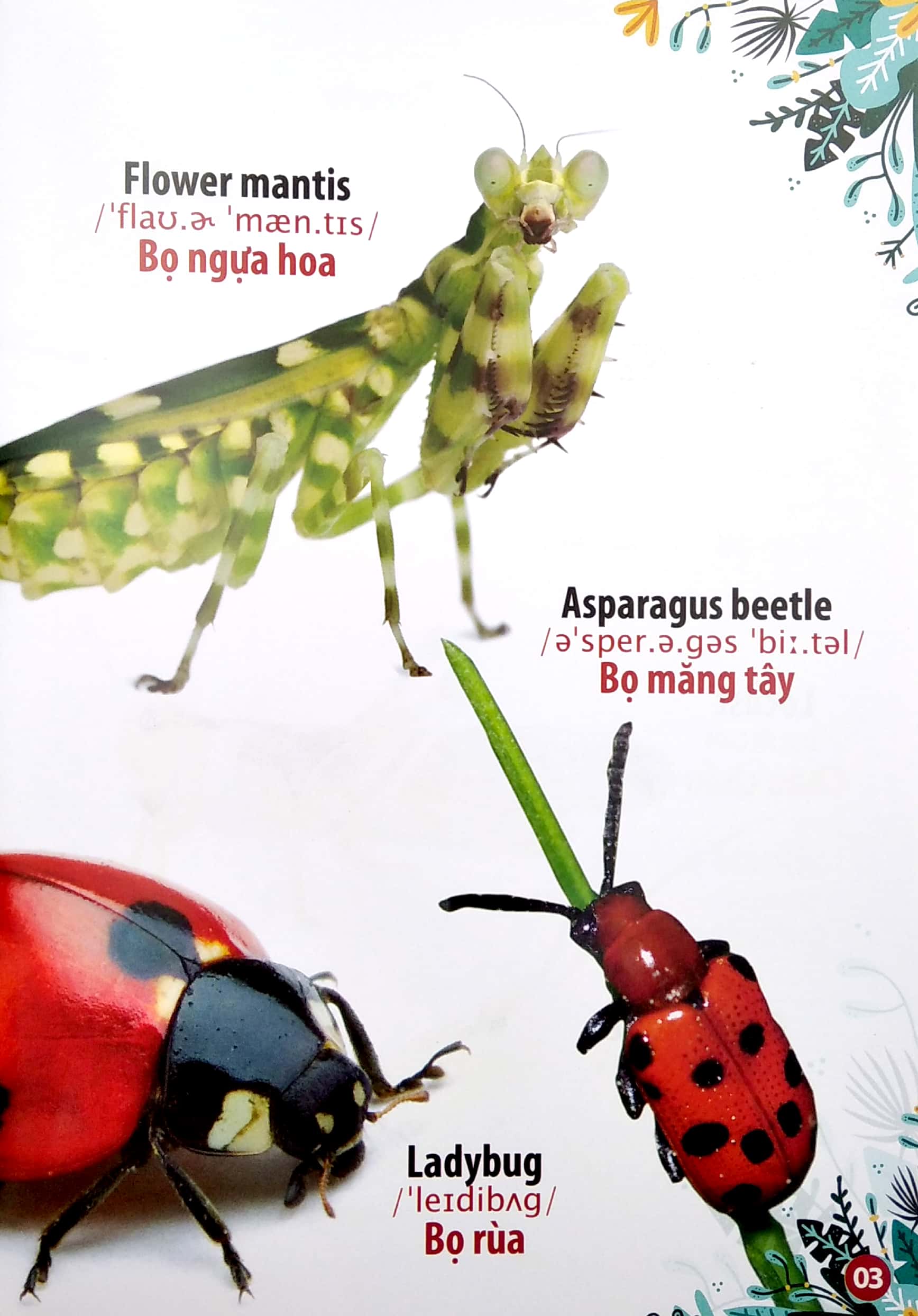 thư viện hình ảnh song ngữ đầu tiên của bé - côn trùng và bò sát