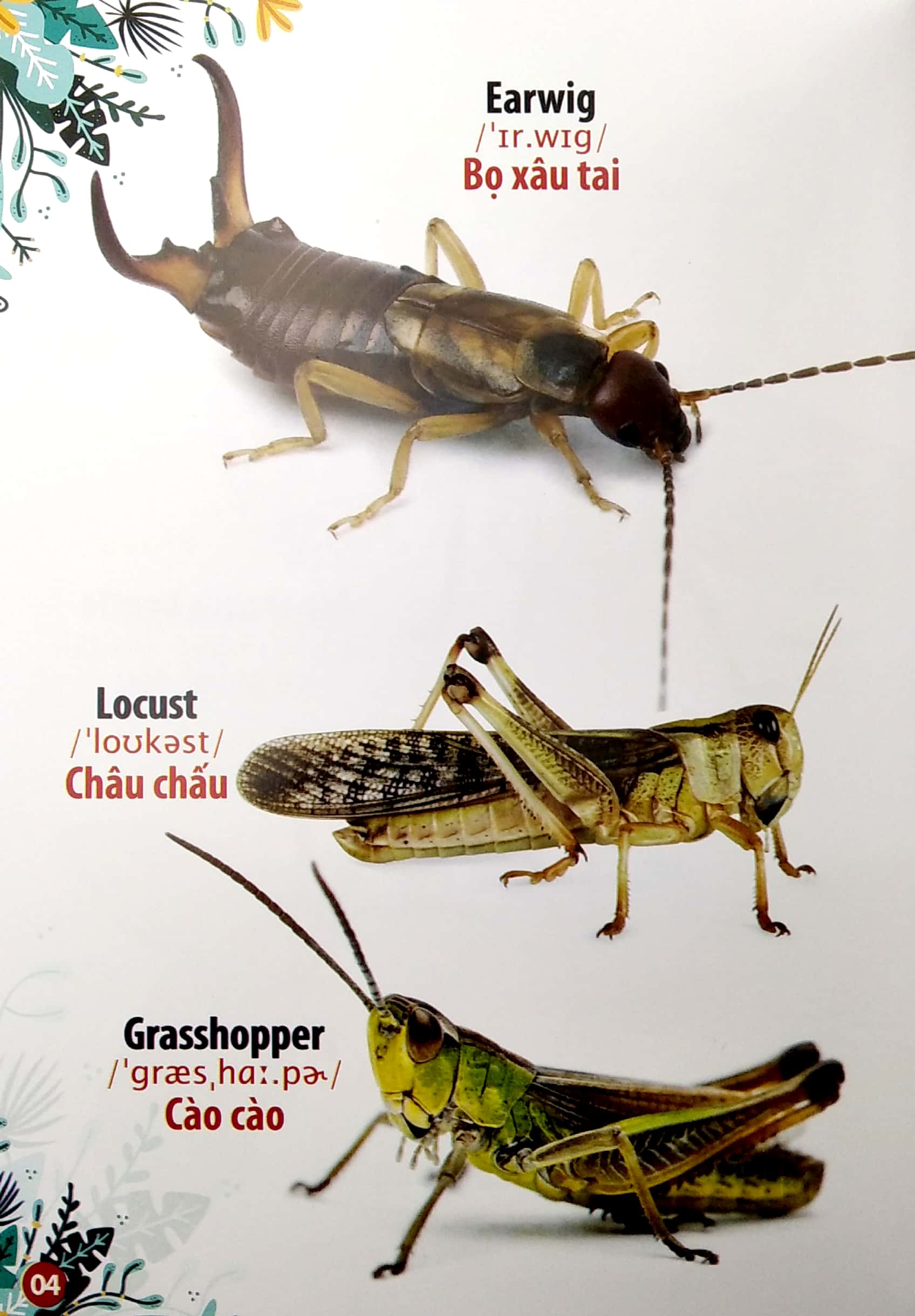 thư viện hình ảnh song ngữ đầu tiên của bé - côn trùng và bò sát