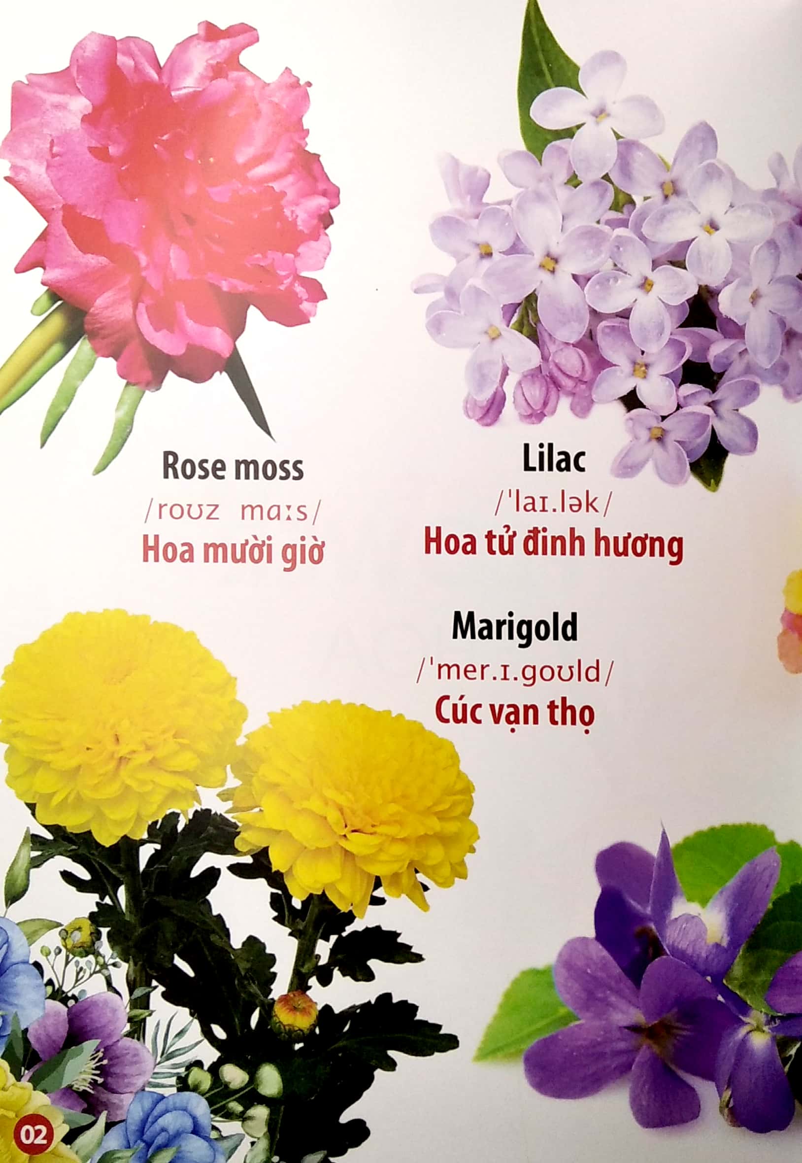 thư viện hình ảnh song ngữ đầu tiên của bé - hoa - rau củ - quả