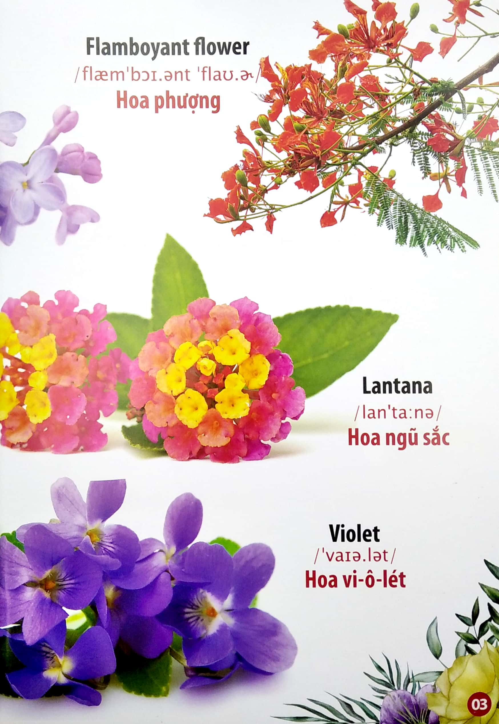 thư viện hình ảnh song ngữ đầu tiên của bé - hoa - rau củ - quả