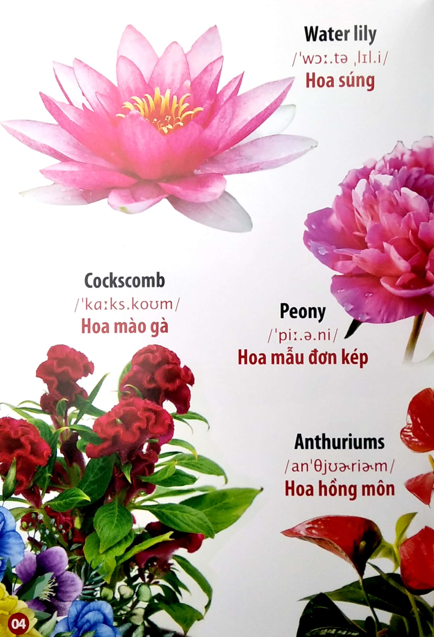 thư viện hình ảnh song ngữ đầu tiên của bé - hoa - rau củ - quả