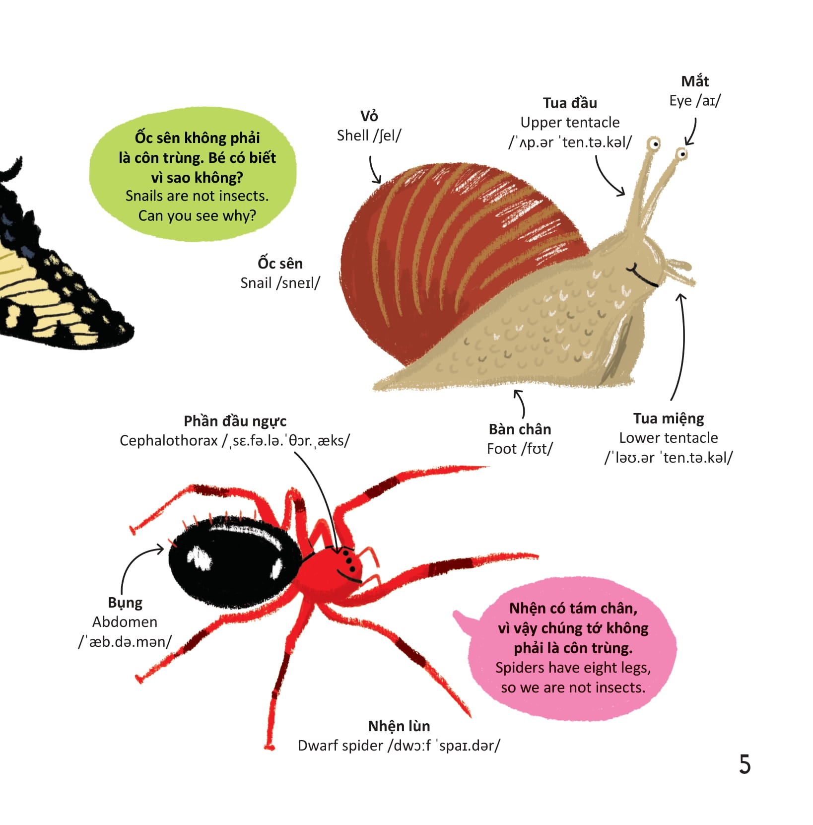 thư viện từ vựng đầu đời cho bé - các loài sâu bọ - bugs!
