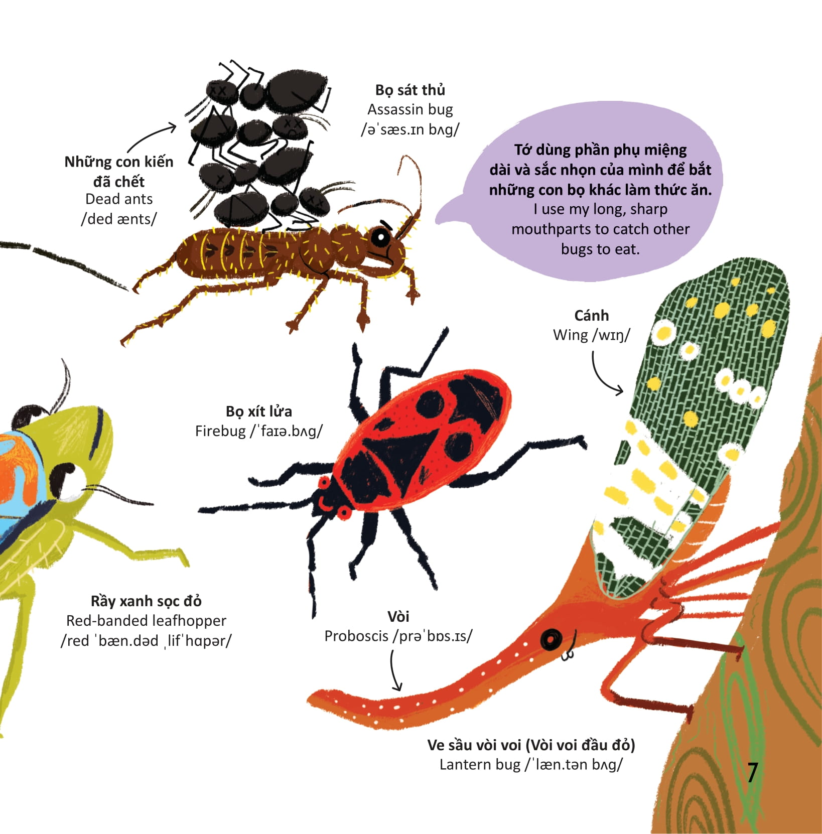 thư viện từ vựng đầu đời cho bé - các loài sâu bọ - bugs!