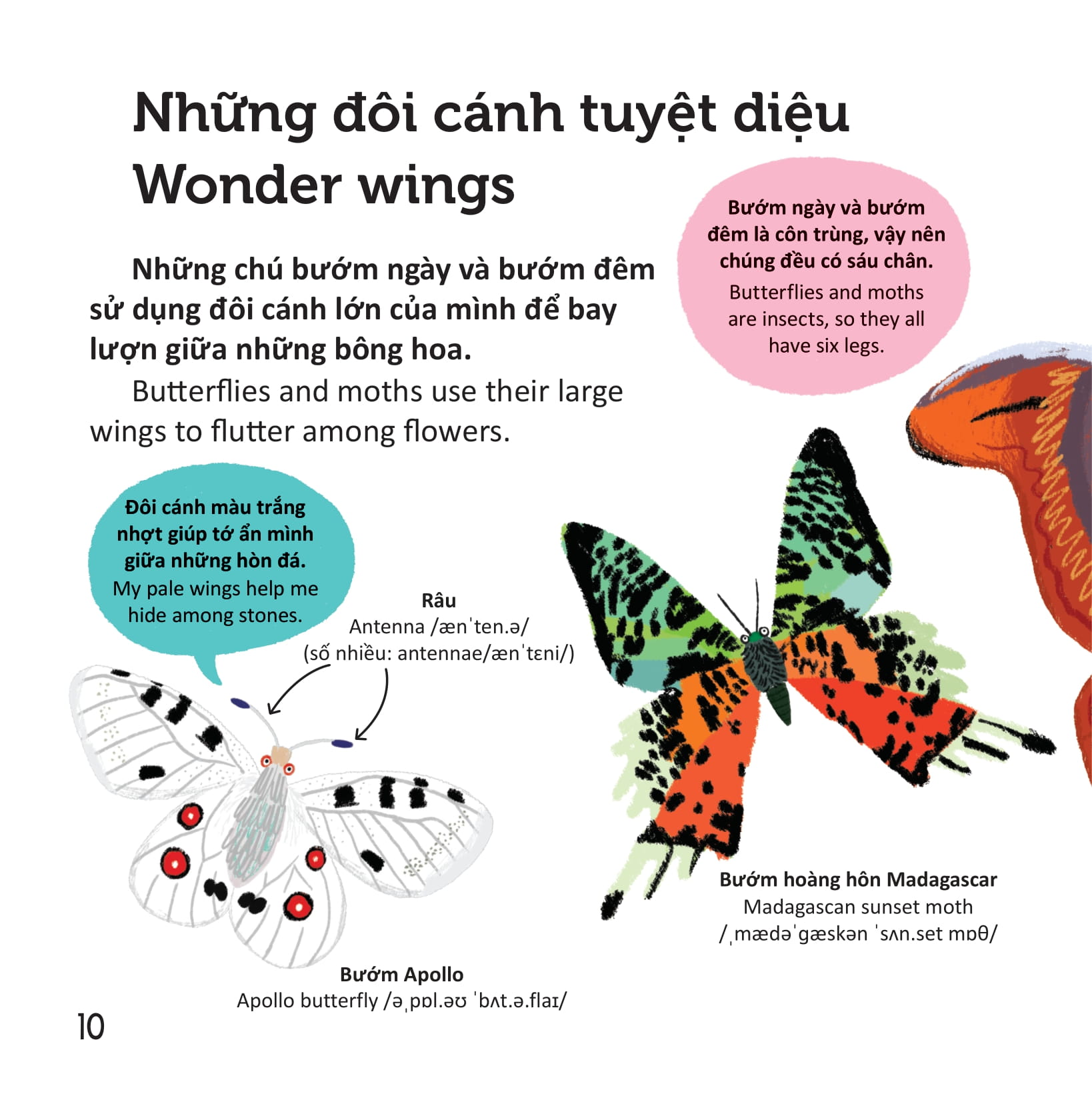 thư viện từ vựng đầu đời cho bé - các loài sâu bọ - bugs!