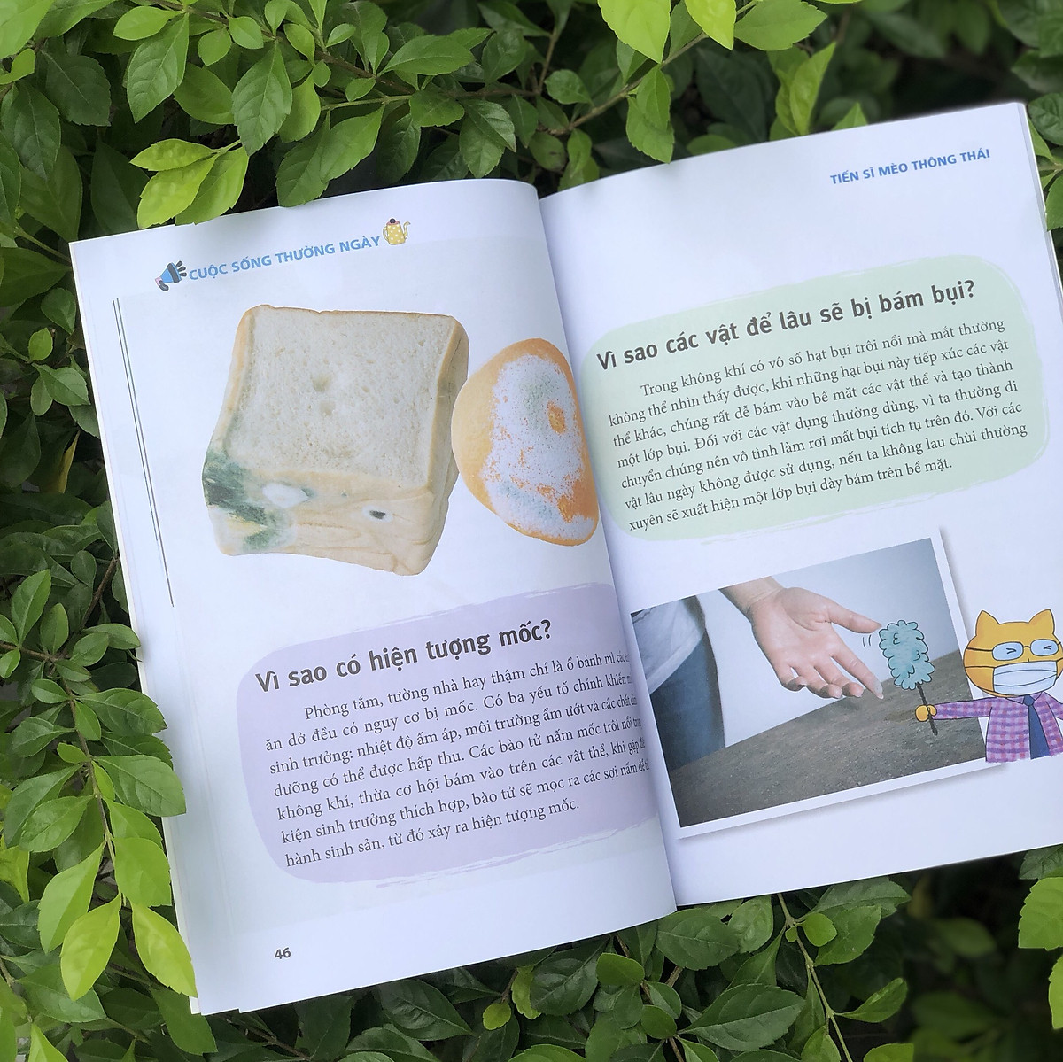 tiến sĩ mèo thông thái - cuộc sống thường ngày