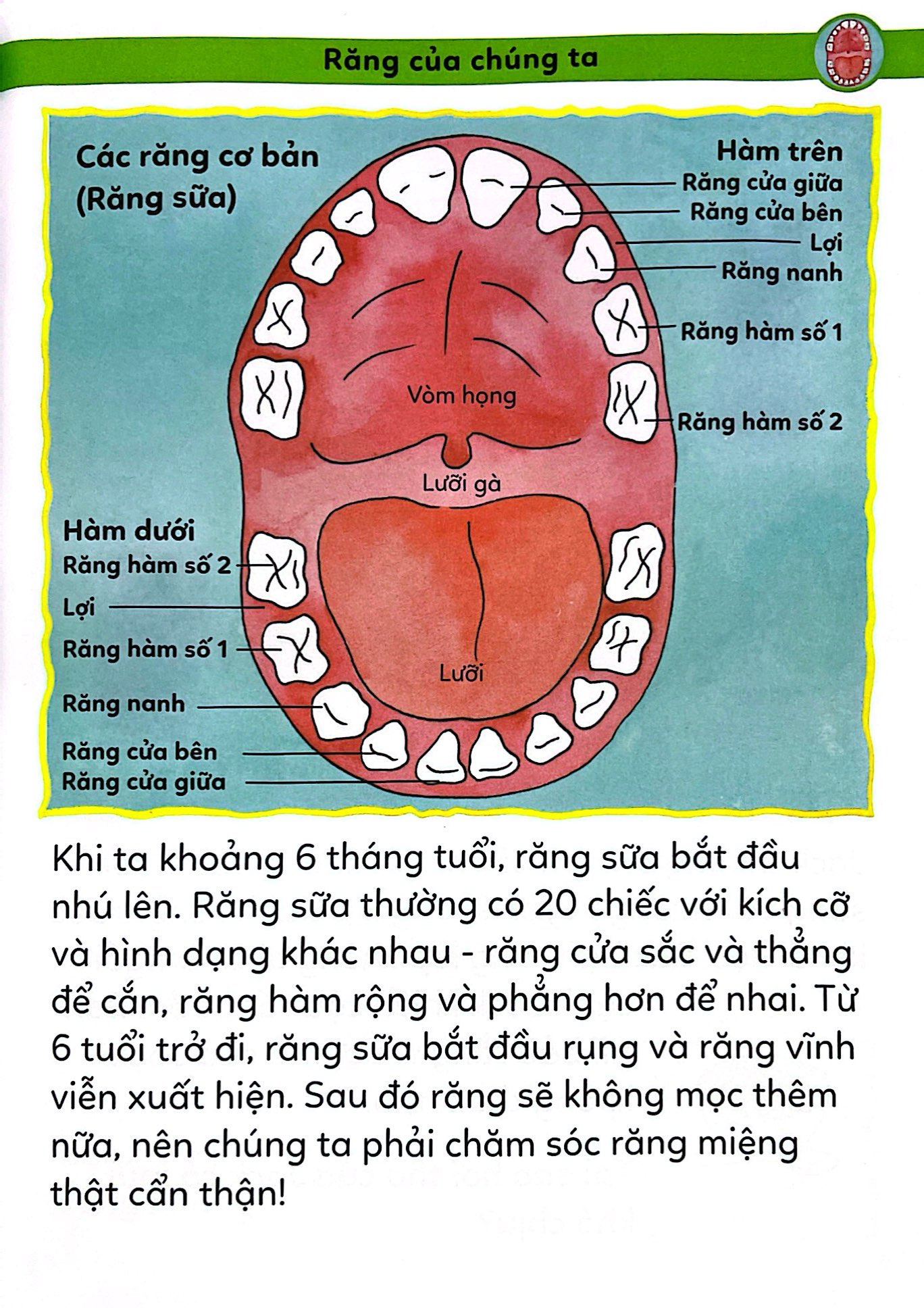 tiểu học toàn diện - chăm sóc răng miệng