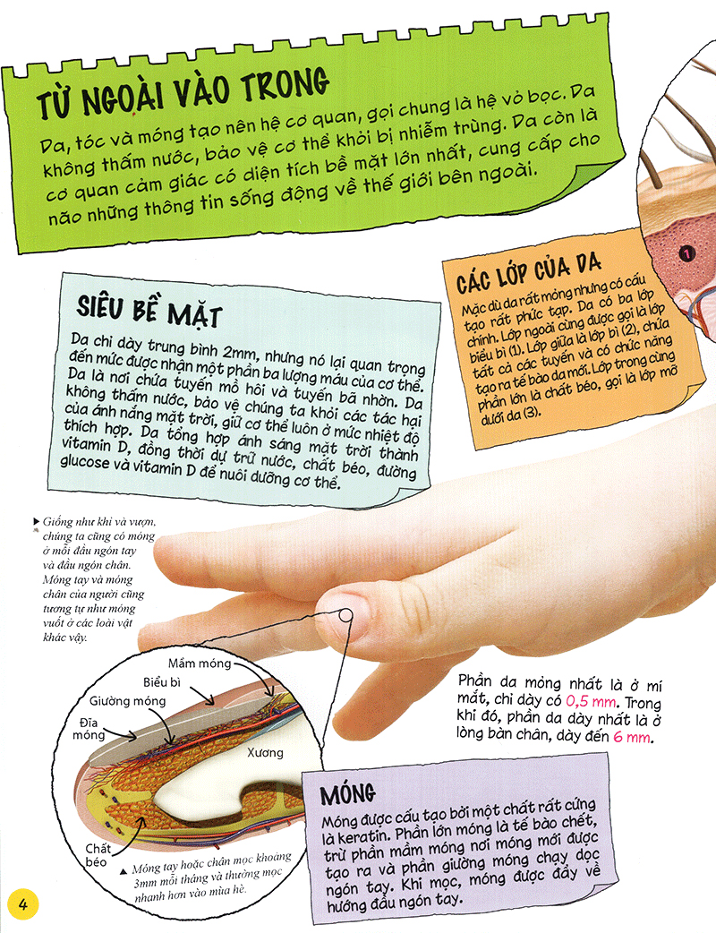 tìm hiểu về: cơ thể người