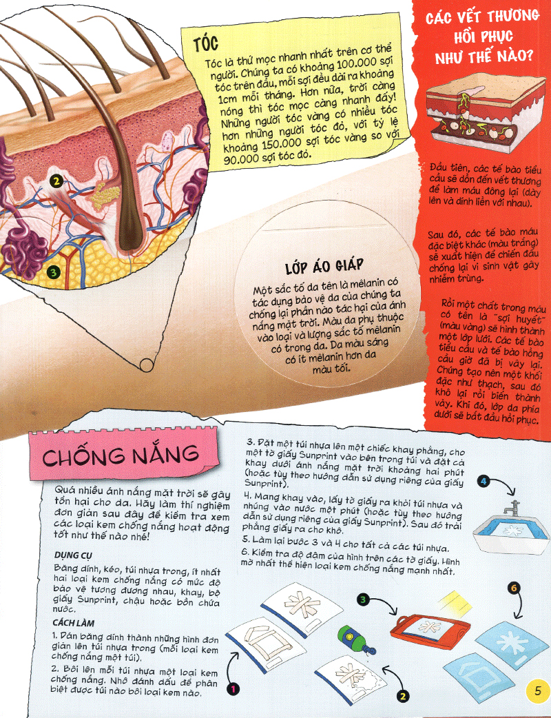 tìm hiểu về: cơ thể người