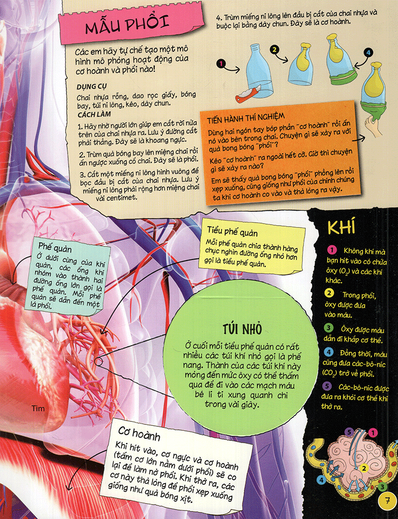 tìm hiểu về: cơ thể người