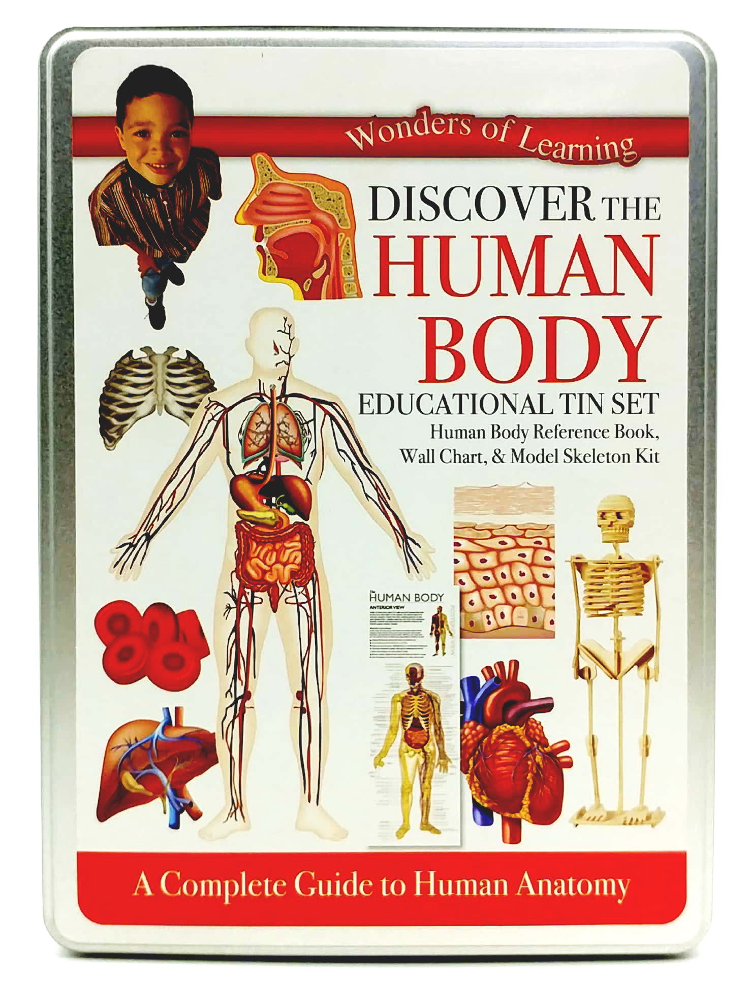 tin set - discover the human body