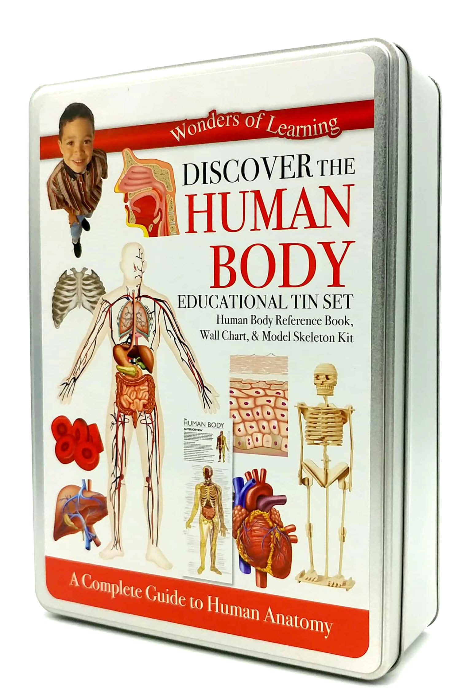 tin set - discover the human body