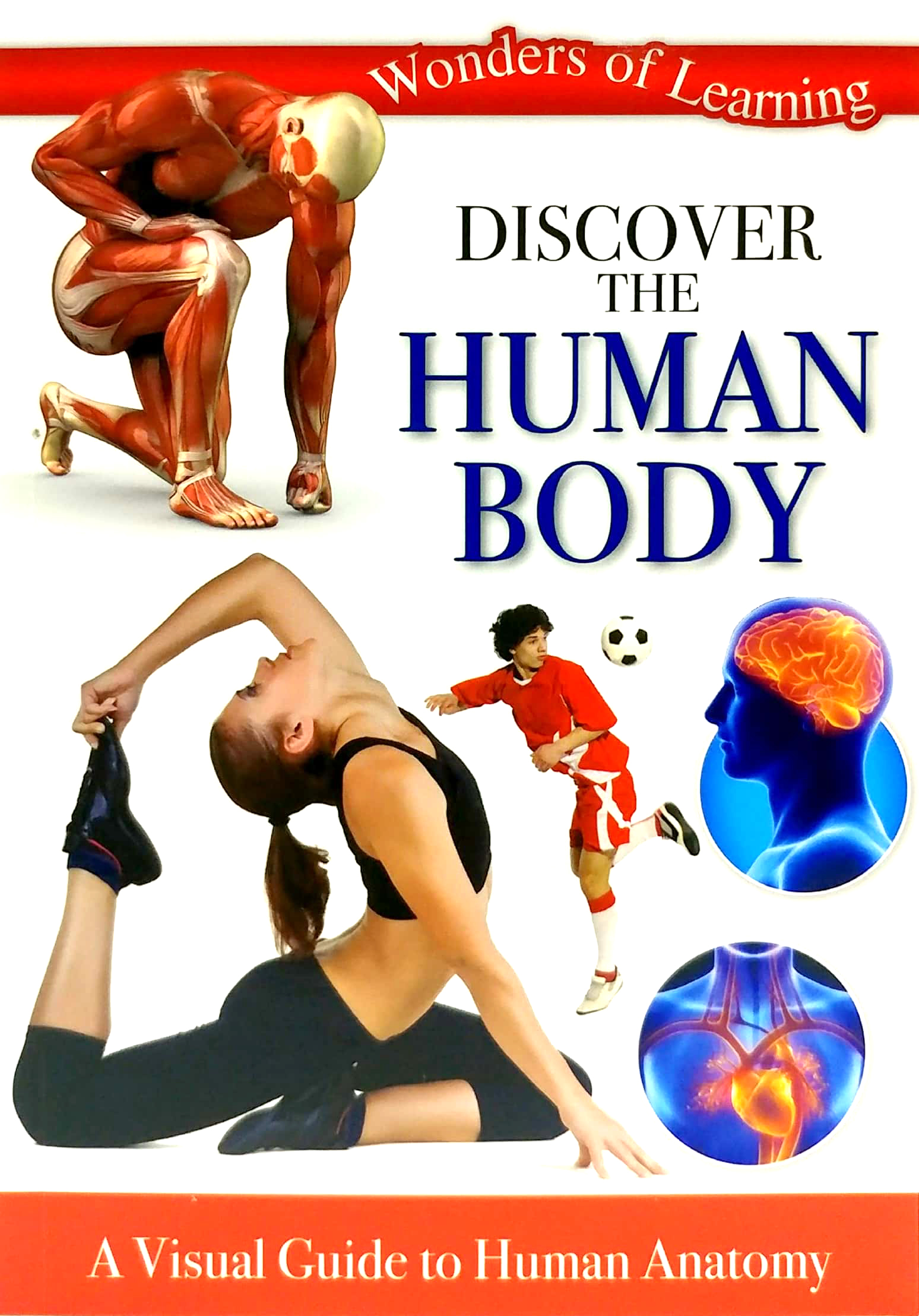 tin set - discover the human body