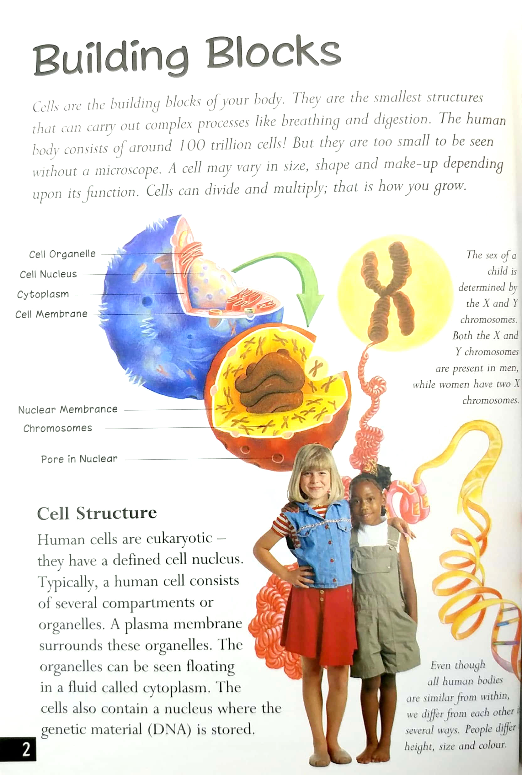 tin set - discover the human body