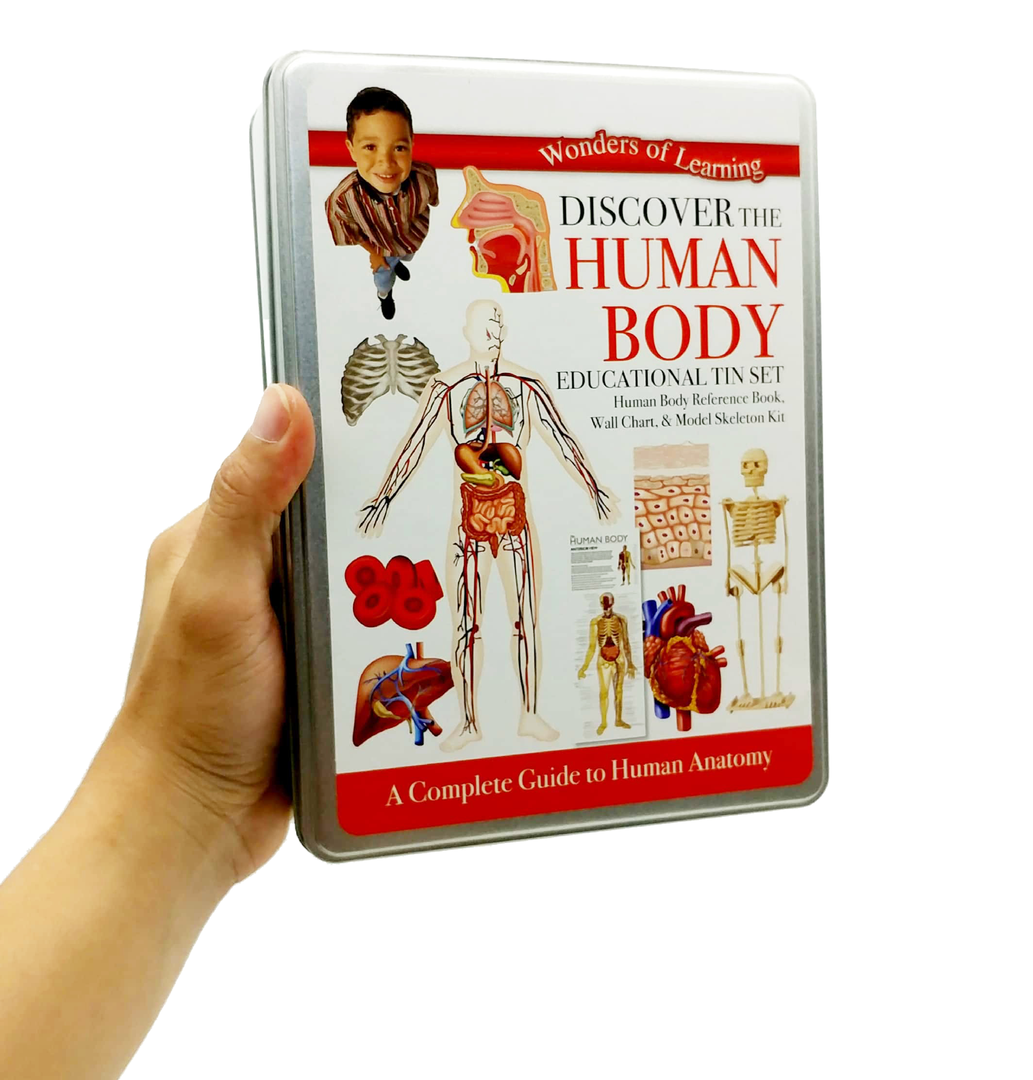 tin set - discover the human body