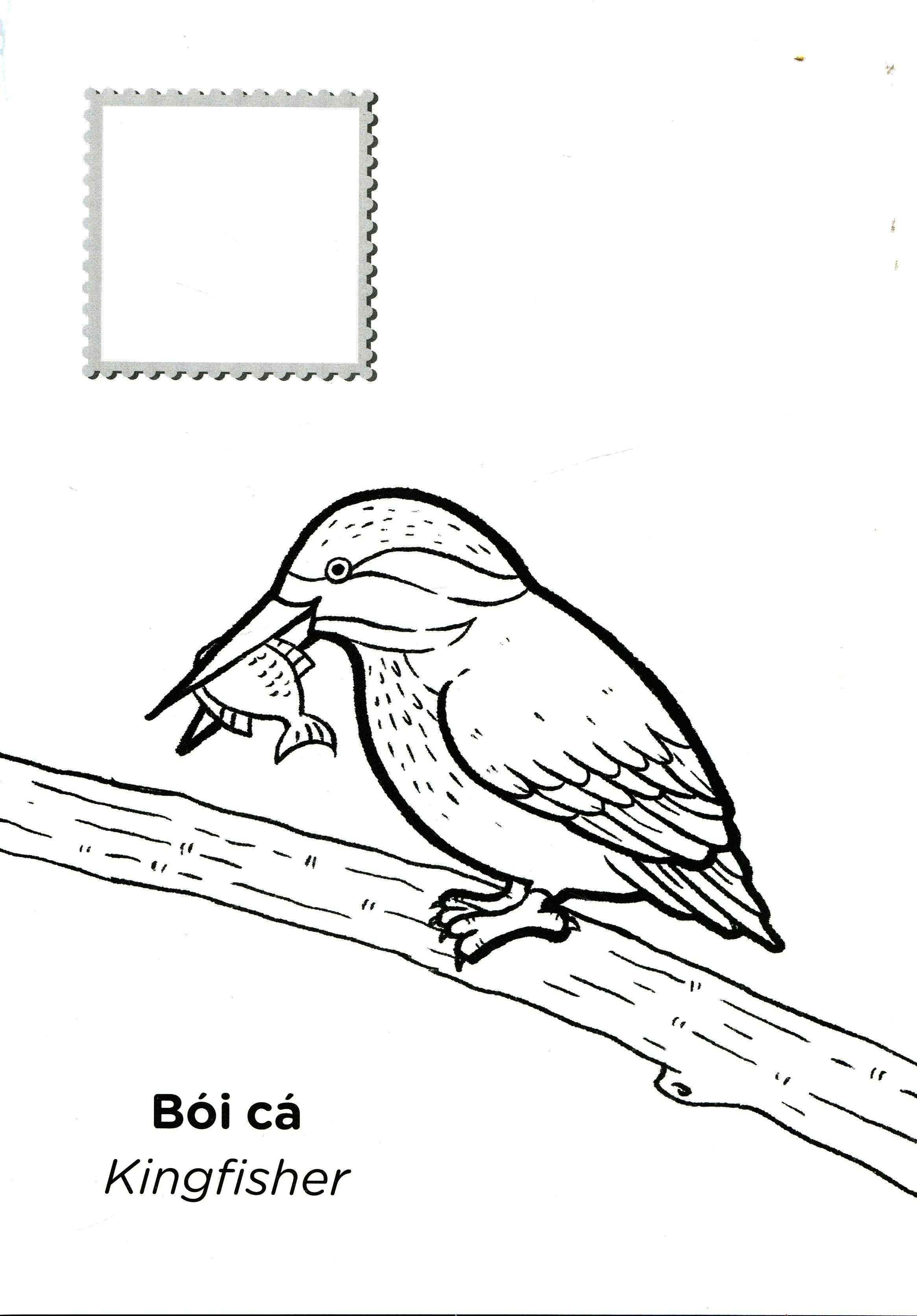 tớ là họa sĩ - các loài chim (tái bản 2020)
