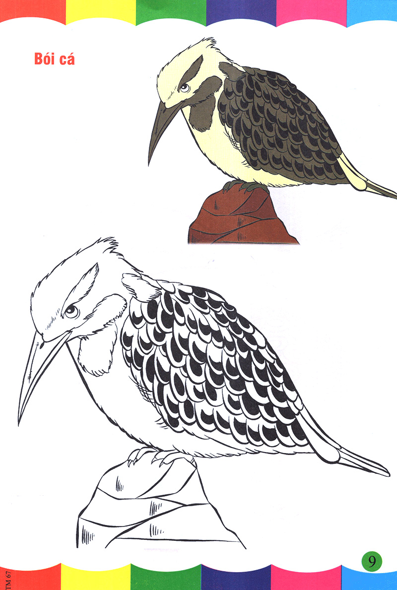 tô màu thật thú vị - các loài chim