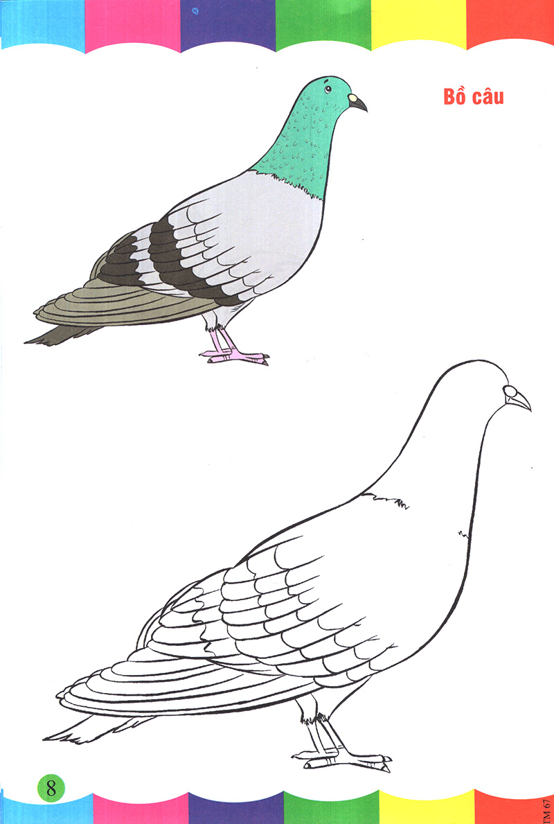 tô màu thật thú vị - các loài chim