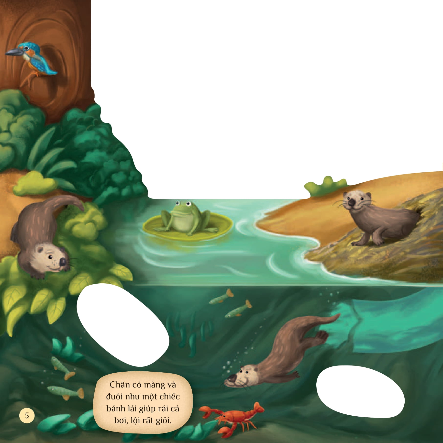 tò mò muốn biết… trên mặt nước