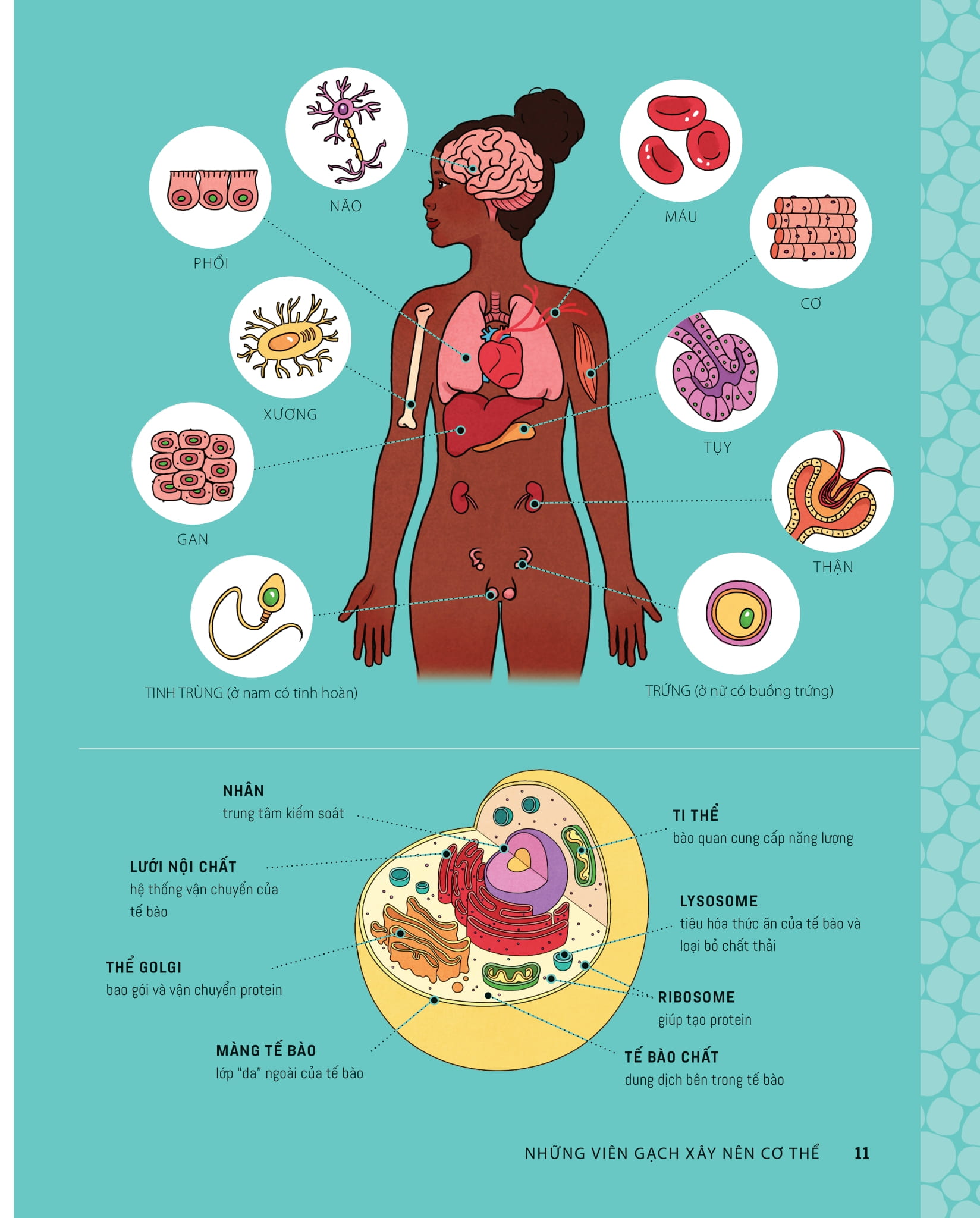 tớ muốn biết tuốt - giải phẫu cơ thể người