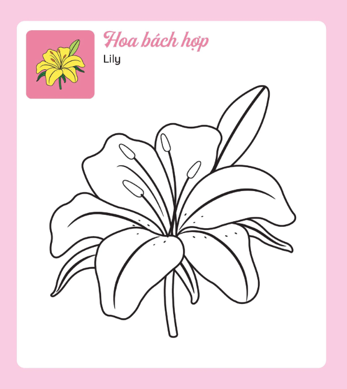 tớ tự tô - những bông hoa xinh