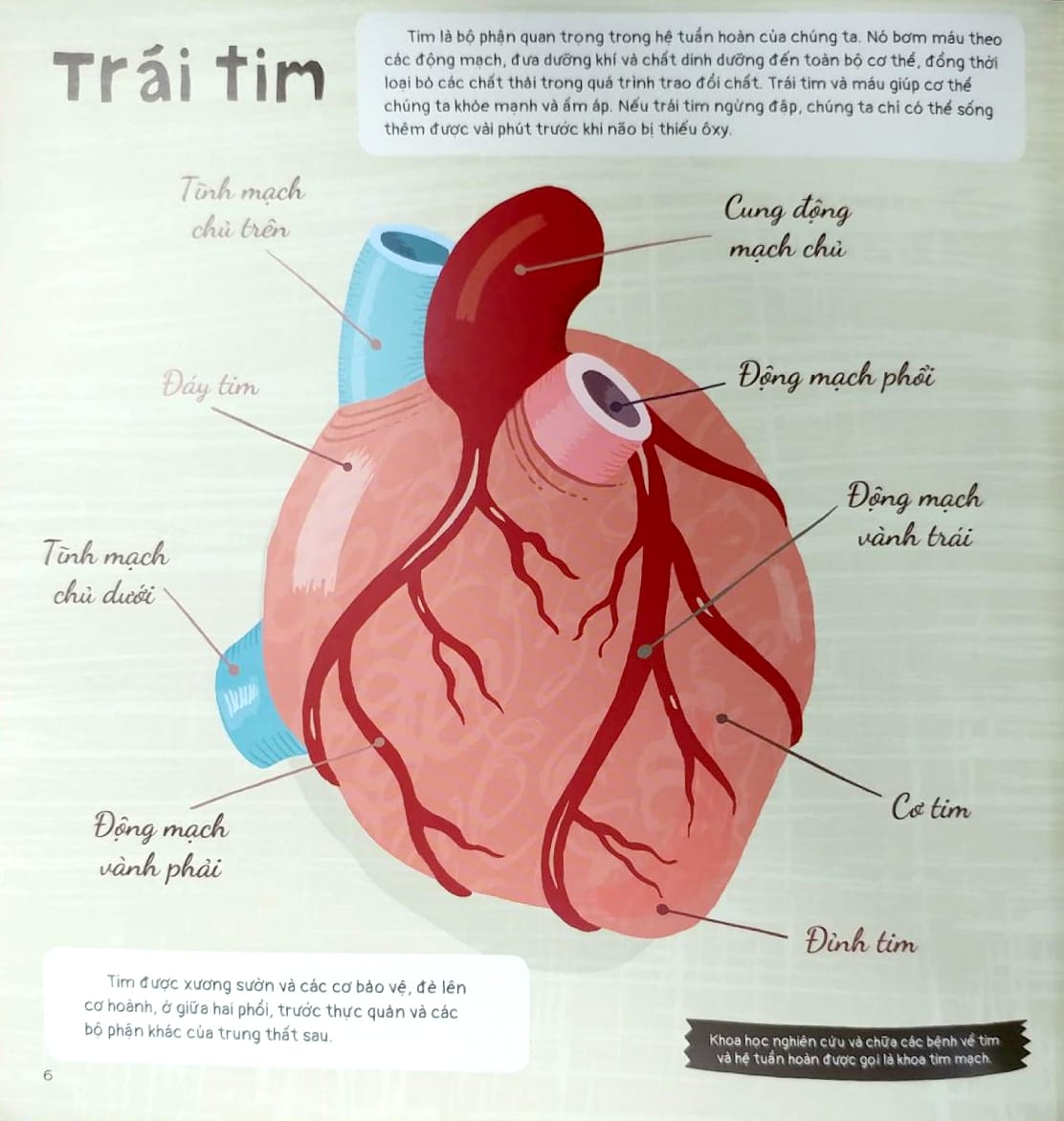 trái tim và hơn thế nữa - dưới góc nhìn sinh học và văn hóa, kèm theo các trò chơi và thực hành thú vị