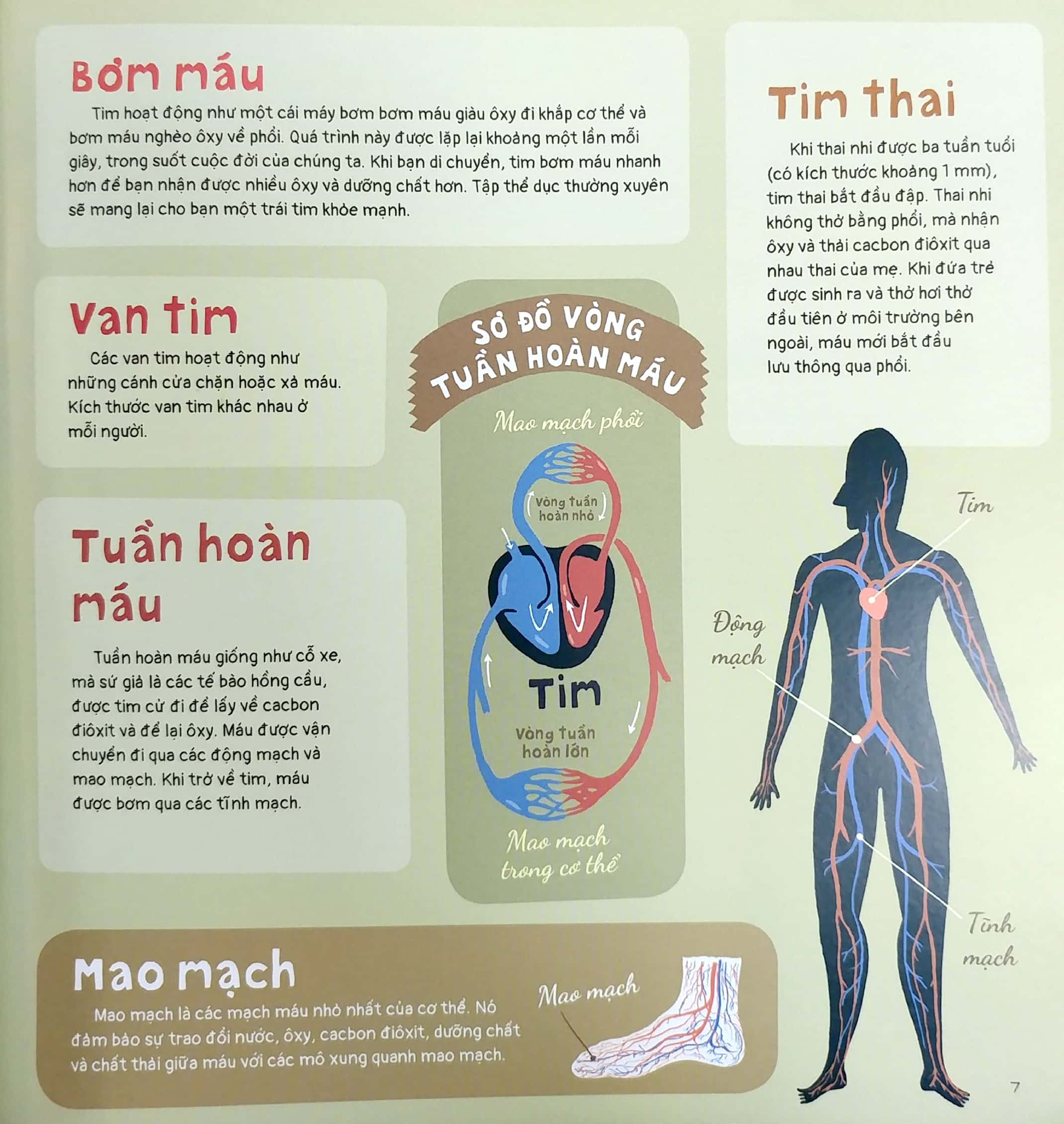 trái tim và hơn thế nữa - dưới góc nhìn sinh học và văn hóa, kèm theo các trò chơi và thực hành thú vị