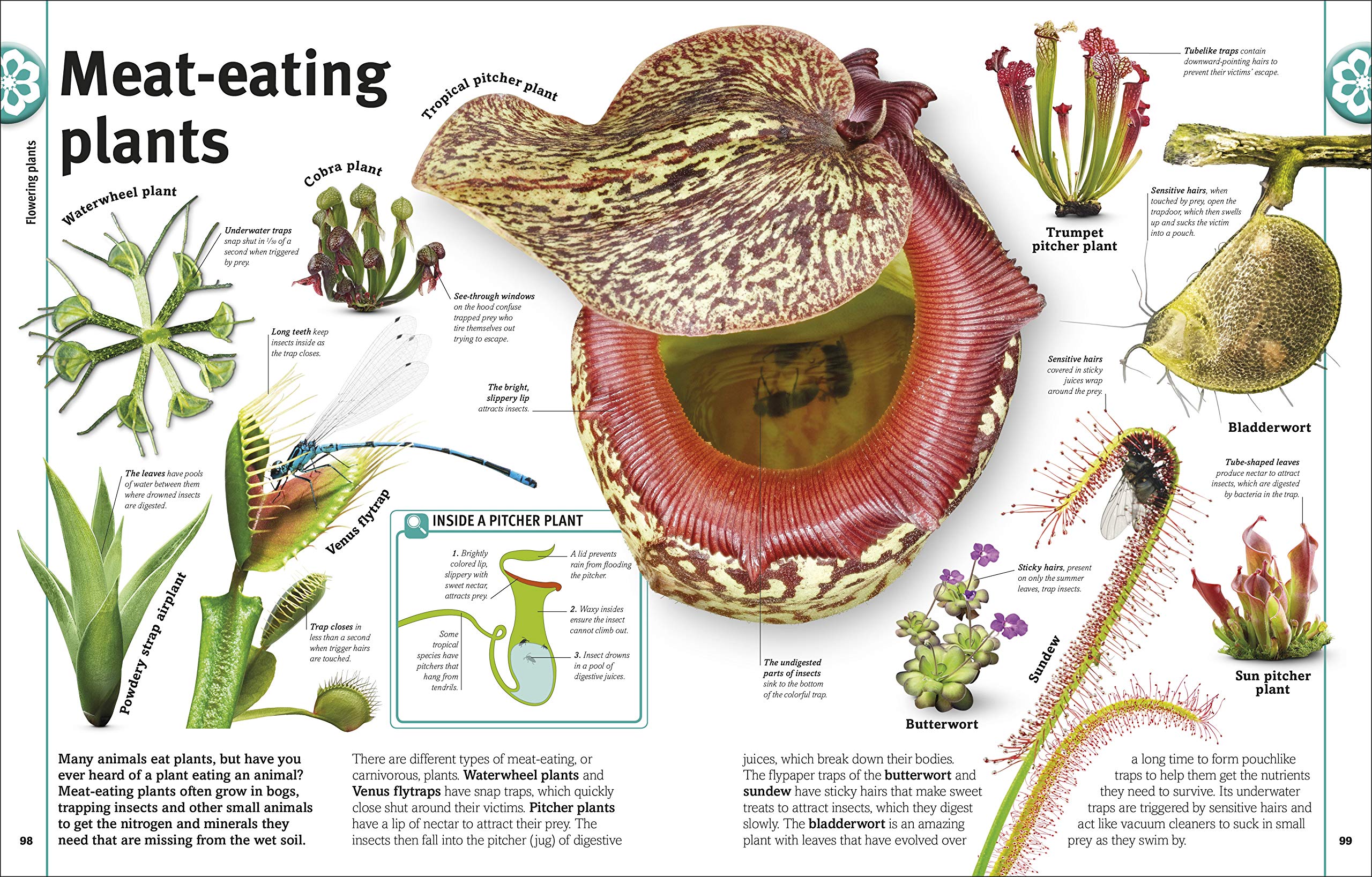 Trees, Leaves, Flowers And Seeds: A Visual Encyclopedia Of The Plant Kingdom
