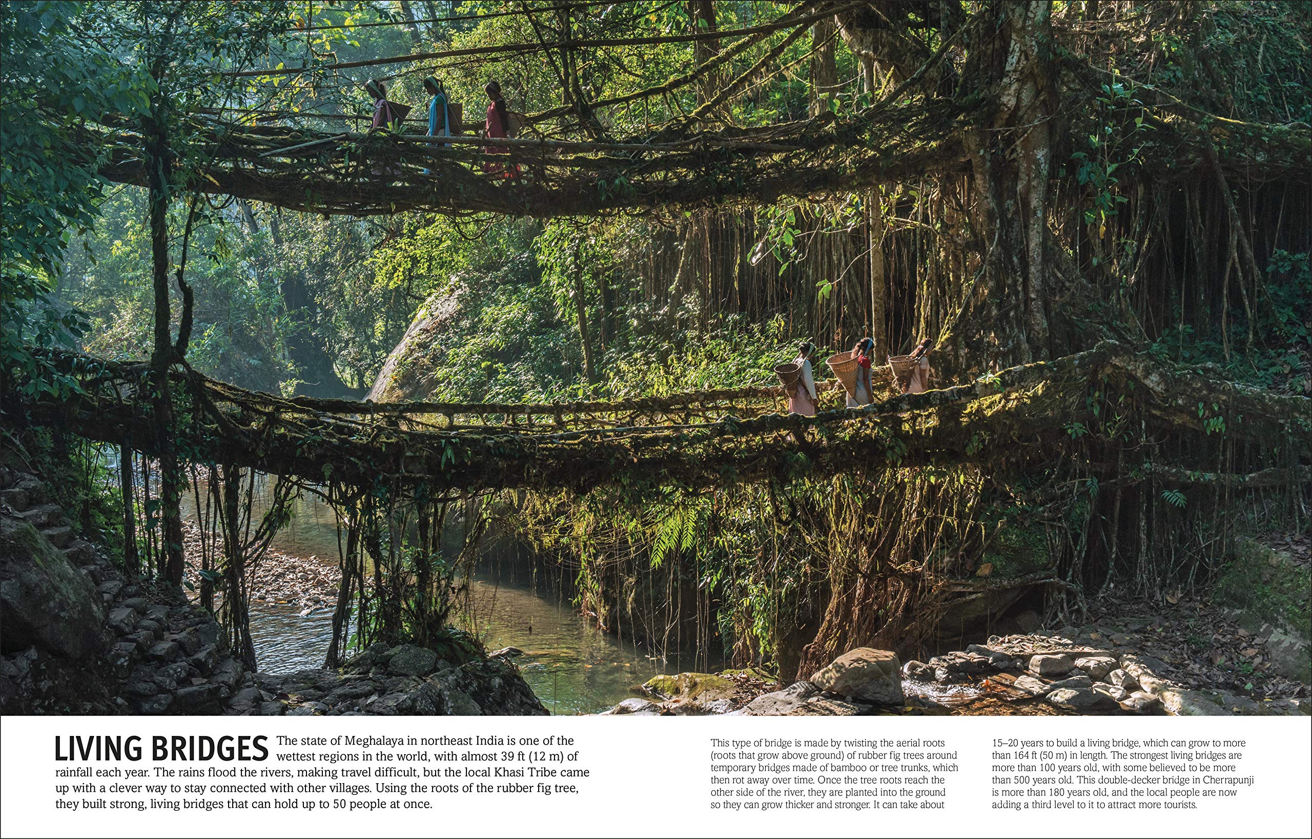 Trees, Leaves, Flowers And Seeds: A Visual Encyclopedia Of The Plant Kingdom