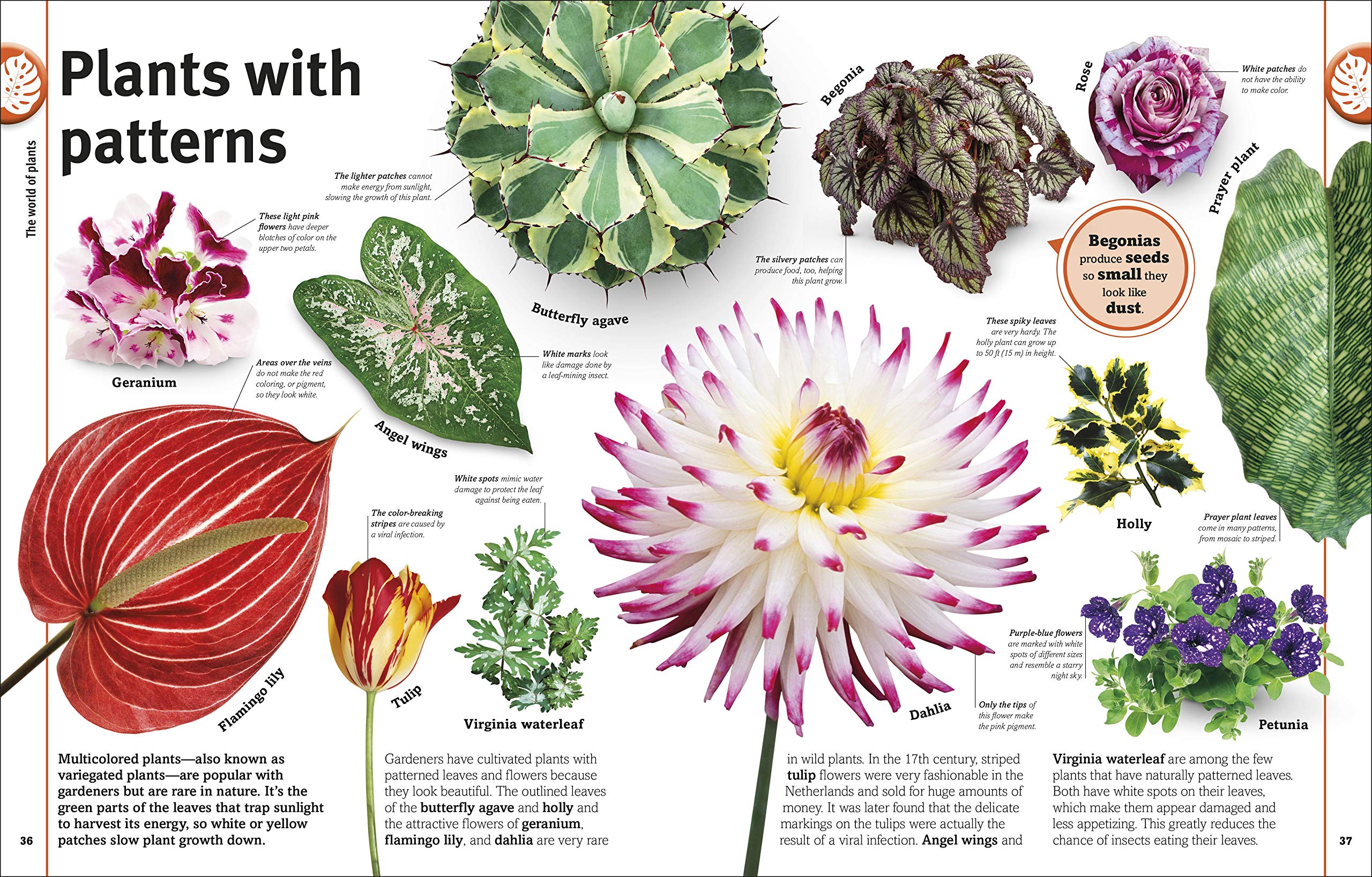 Trees, Leaves, Flowers And Seeds: A Visual Encyclopedia Of The Plant Kingdom