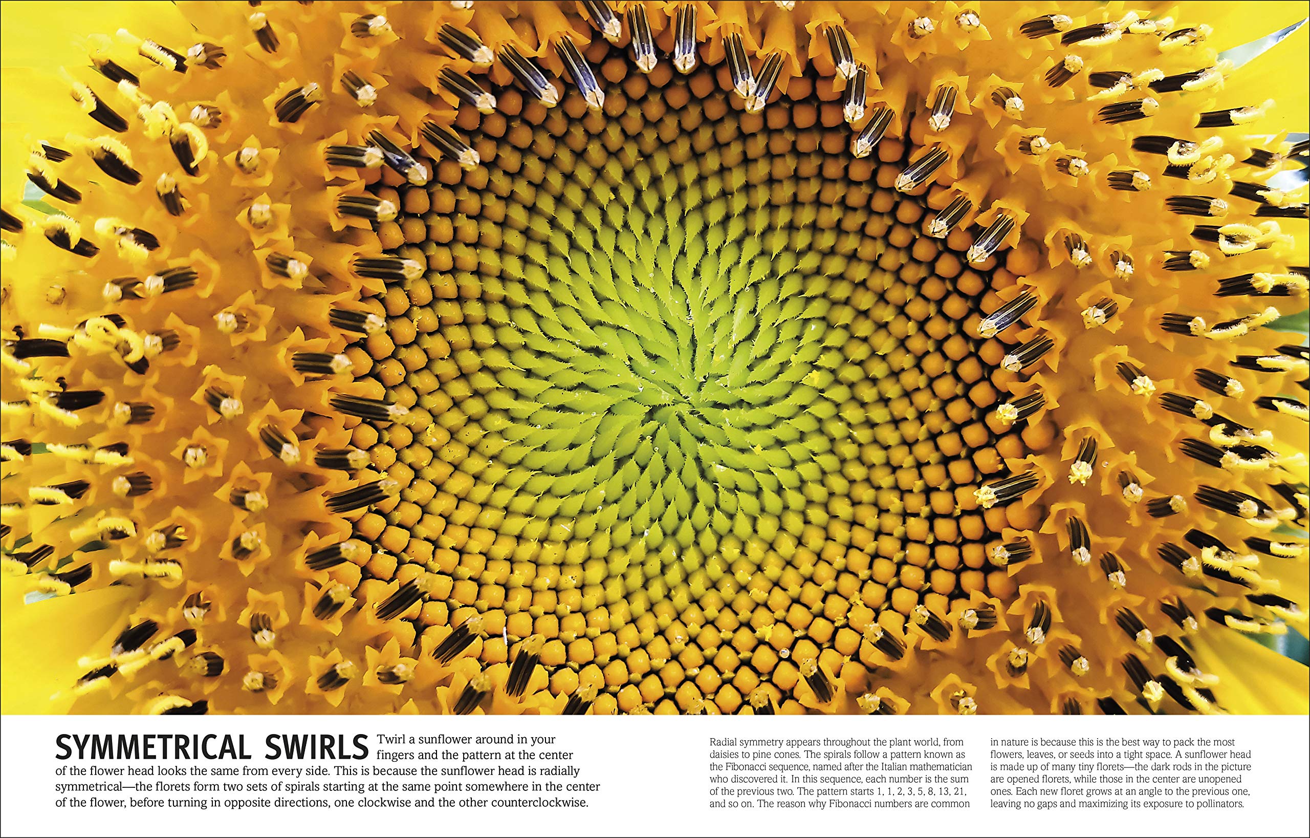 Trees, Leaves, Flowers And Seeds: A Visual Encyclopedia Of The Plant Kingdom