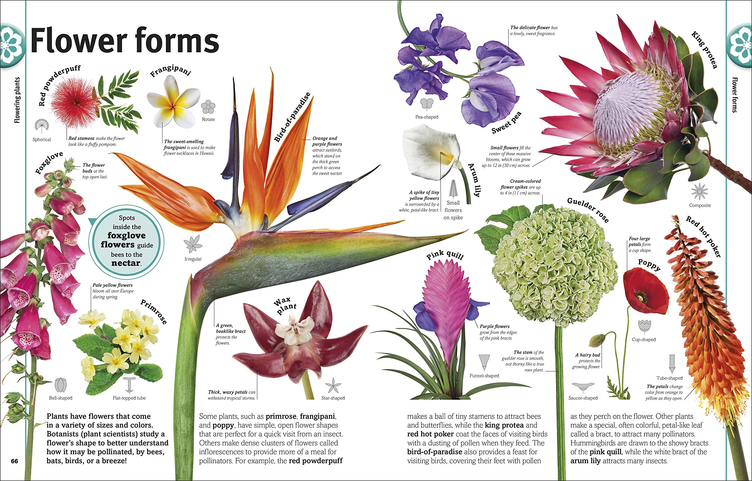 Trees, Leaves, Flowers And Seeds: A Visual Encyclopedia Of The Plant Kingdom